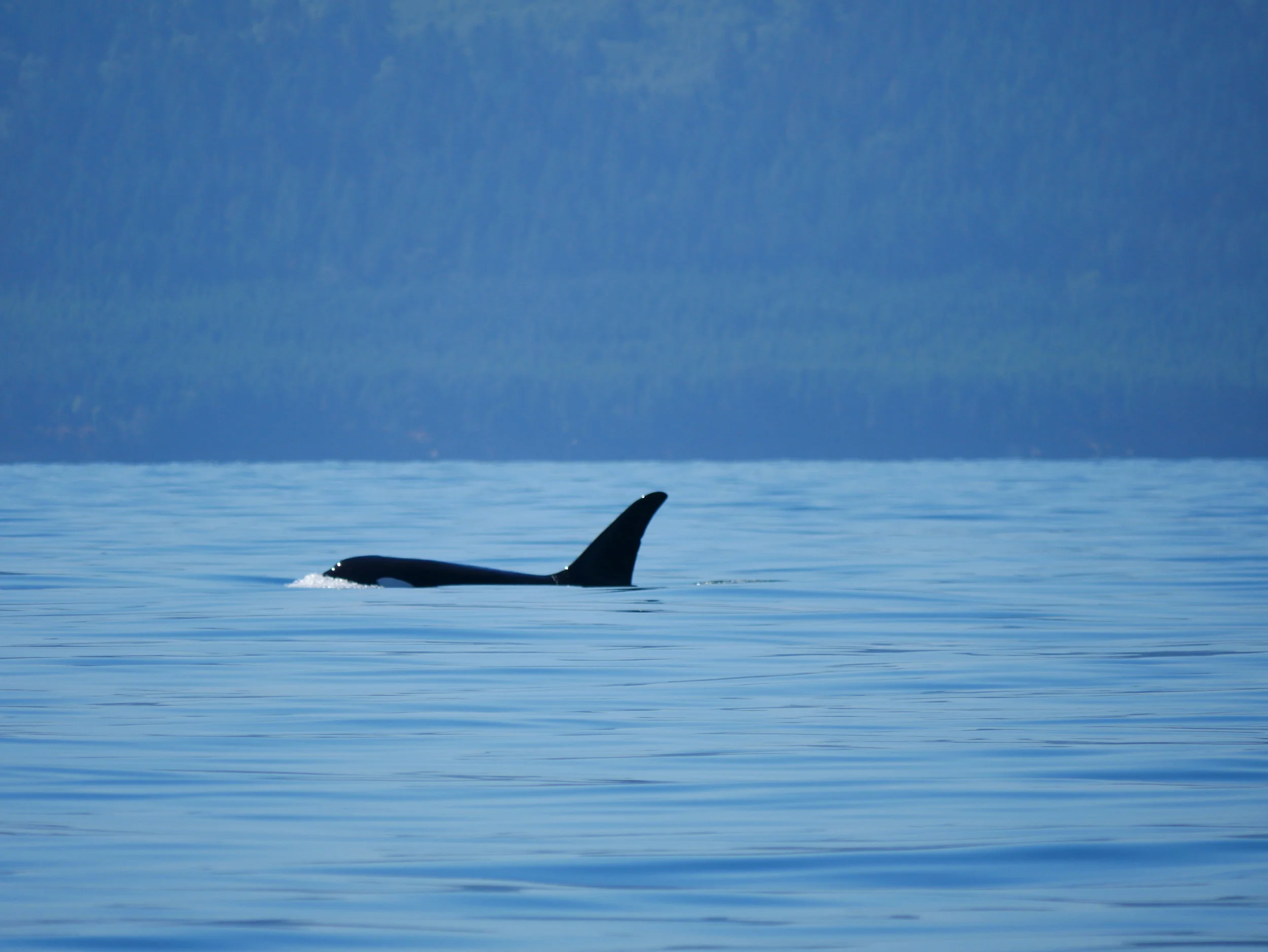 September 2, 2018 - Another double species day with humpbacks and orcas!