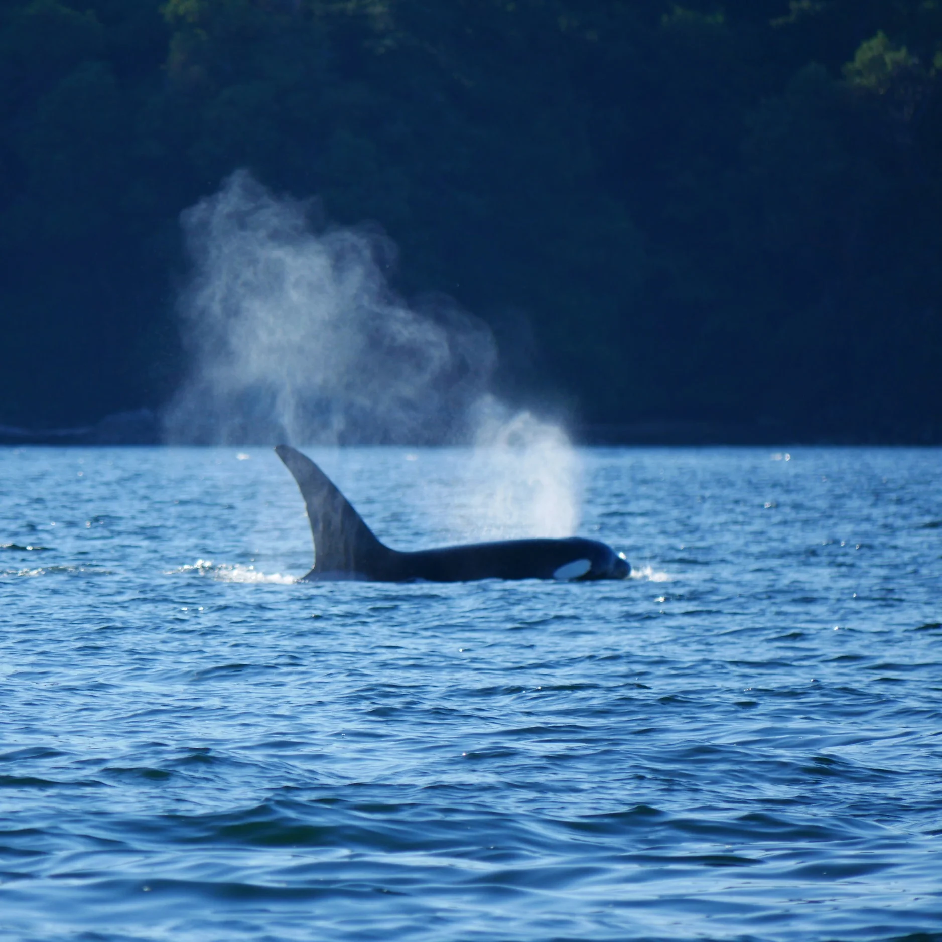 September 3, 2018 - Orcas? Yes please! T100s in Stuart Channel