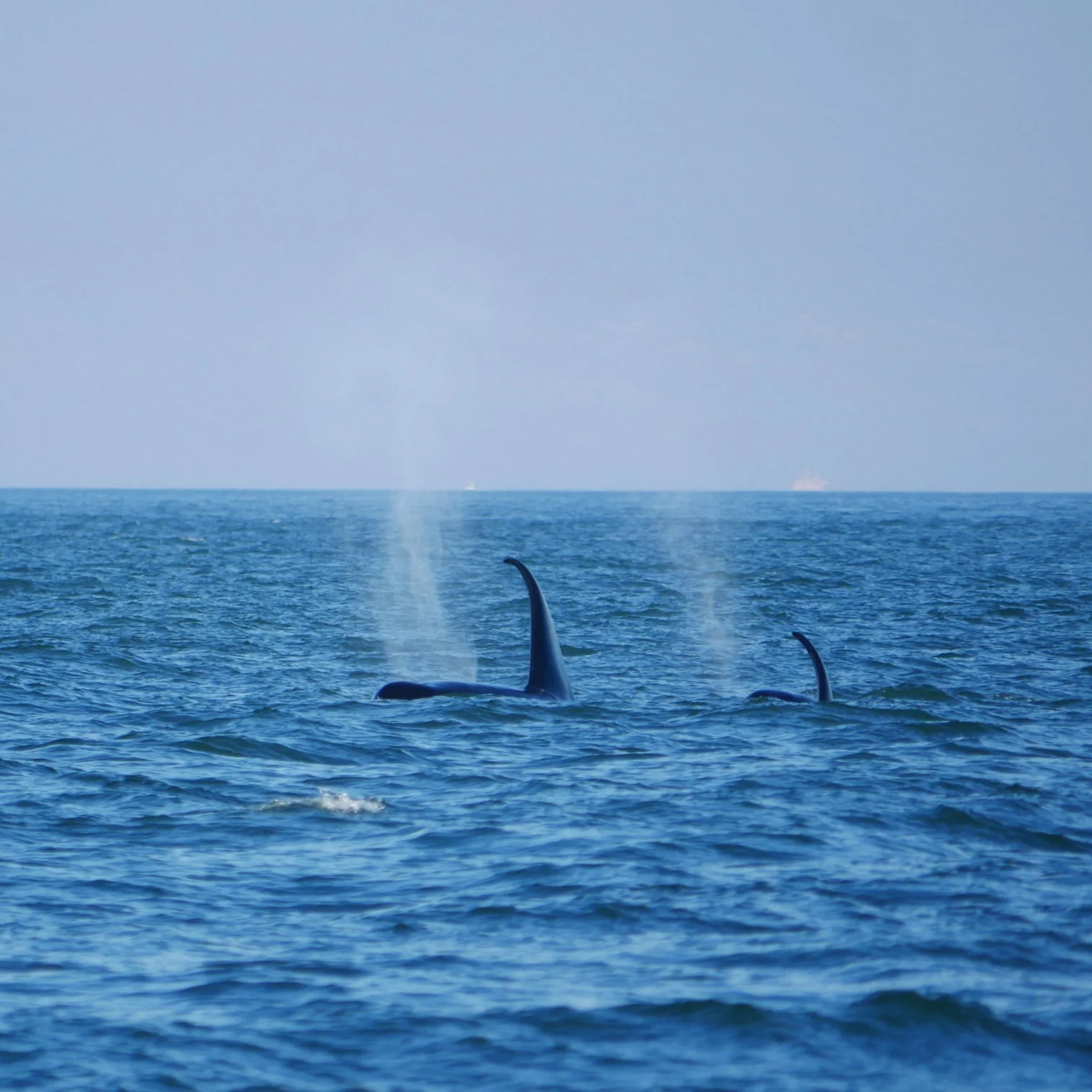 September 5, 2018 - Orcas? You bet!