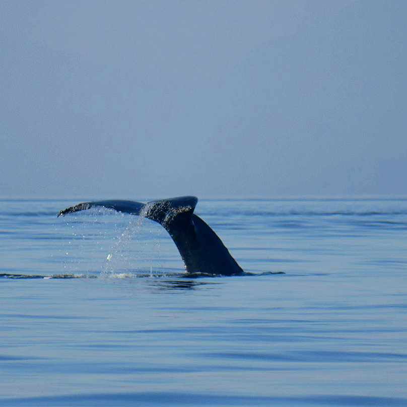 September 6, 2018 - Holy Moly, THREE Pods of Orca in the morning and an HB in the afternoon!