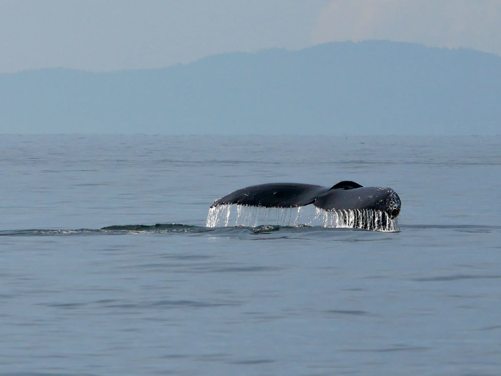 Water cascading off the fluke during a dive. Photo by Rodrigo Menezes - 3:30 tour.