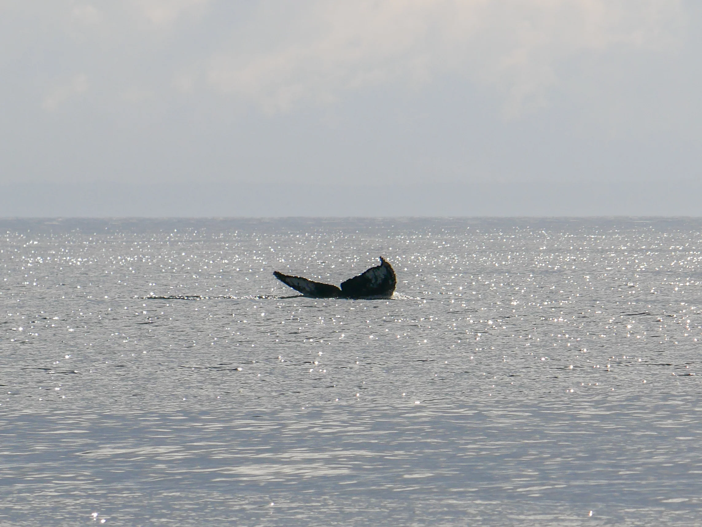 Notice the white markings on the tips of the fluke? Photo by Rodrigo Menezes - 3:30 tour.