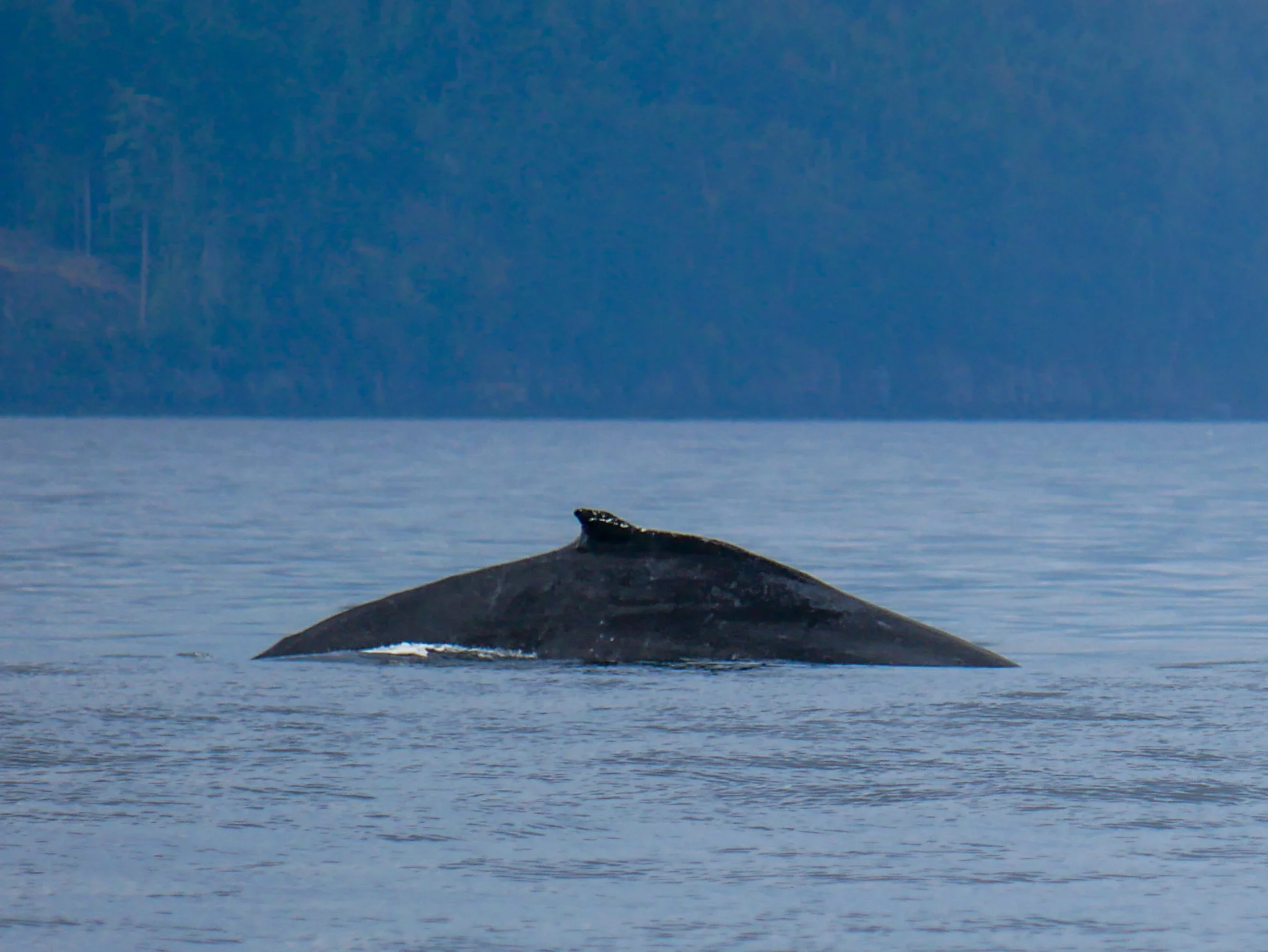 Graze’s dorsal fin during a dive. Photo by Alanna Vivani - 10:30 tour.