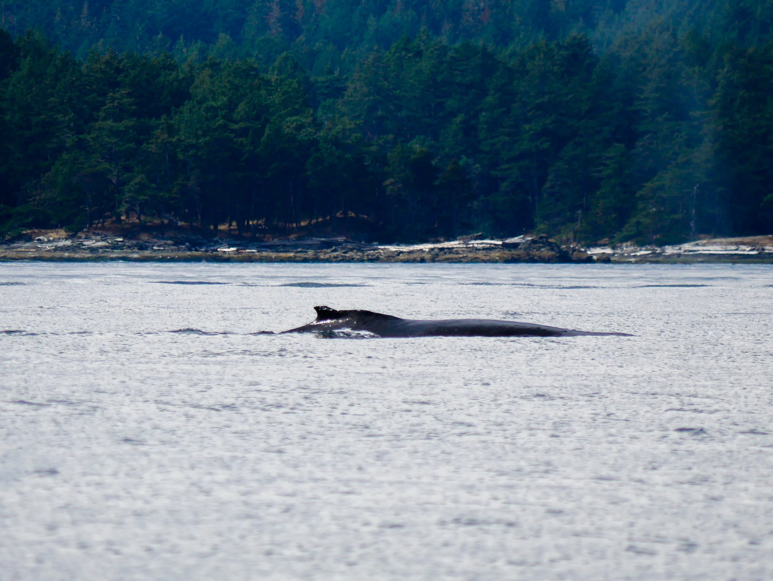 Humpback surfaces just off the coastline. Photo by Alanna Vivani - 10:30 tour.