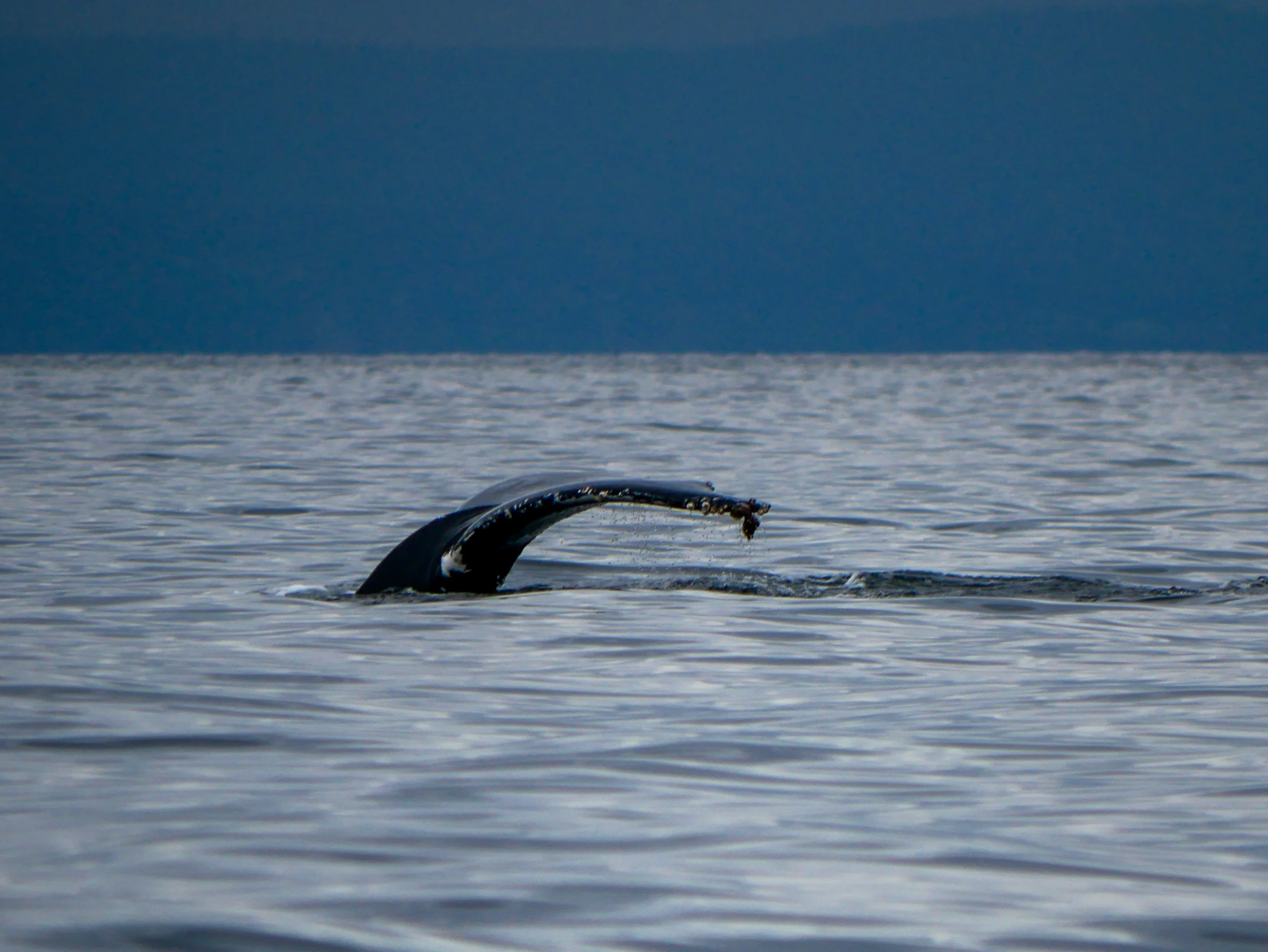 Fluke comes up as the humpback dives down. Photo by Alanna Vivani - 10:30 tour.