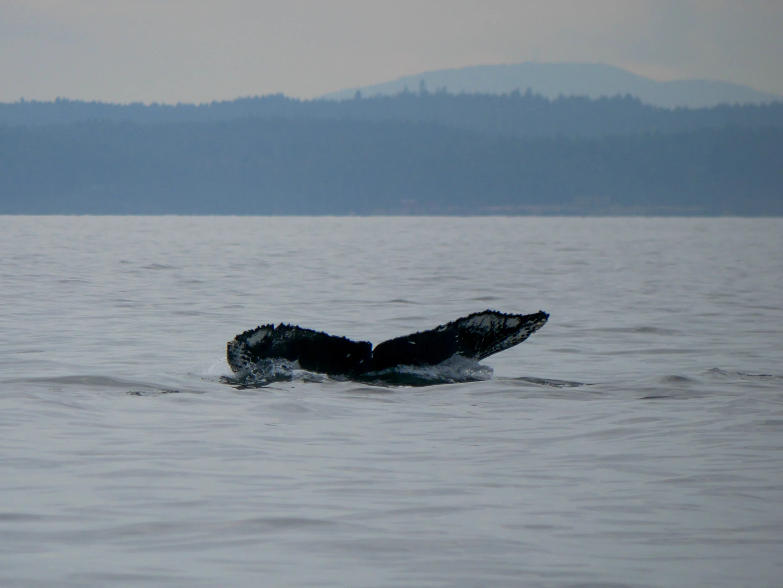 A familiar fluke, “Graze” BCY0523. Photo by Alanna Vivani - 10:30 tour.