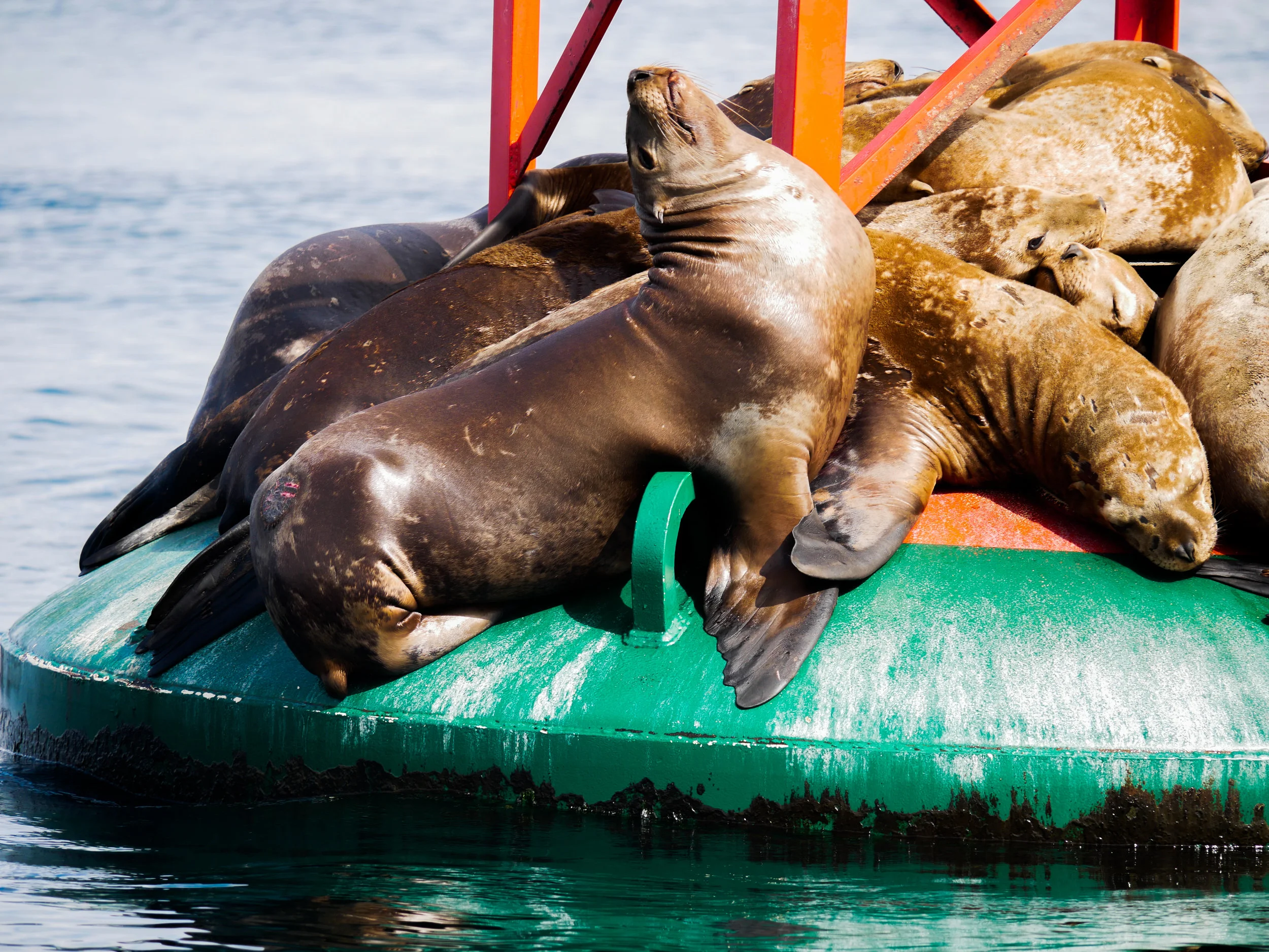 Steller sea lion. Photo by Alanna Vivani - 10:30 tour.