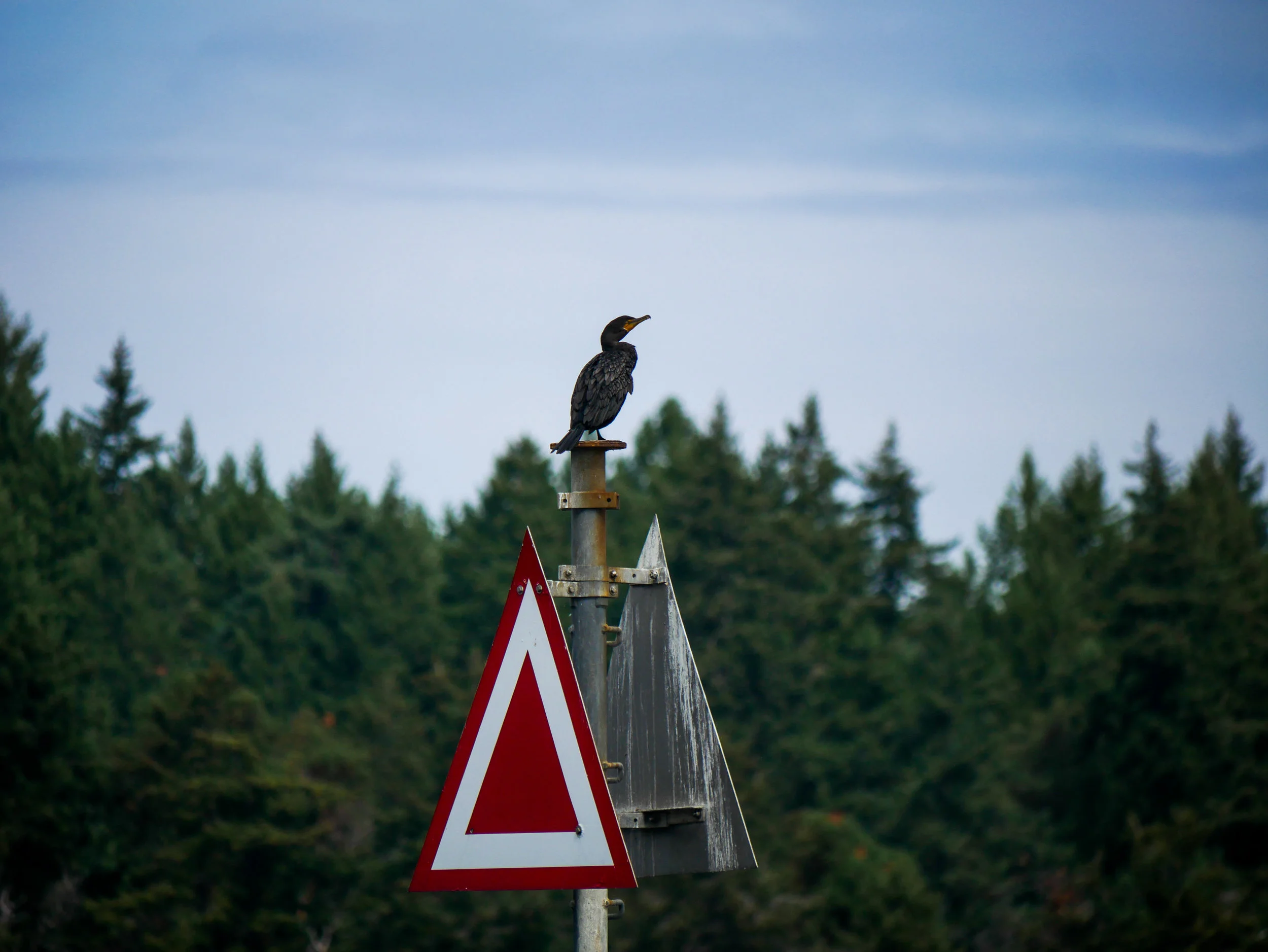 Cormorant perched up at Porlier Pass. Photo by Alanna Vivani - 10:30 tour.