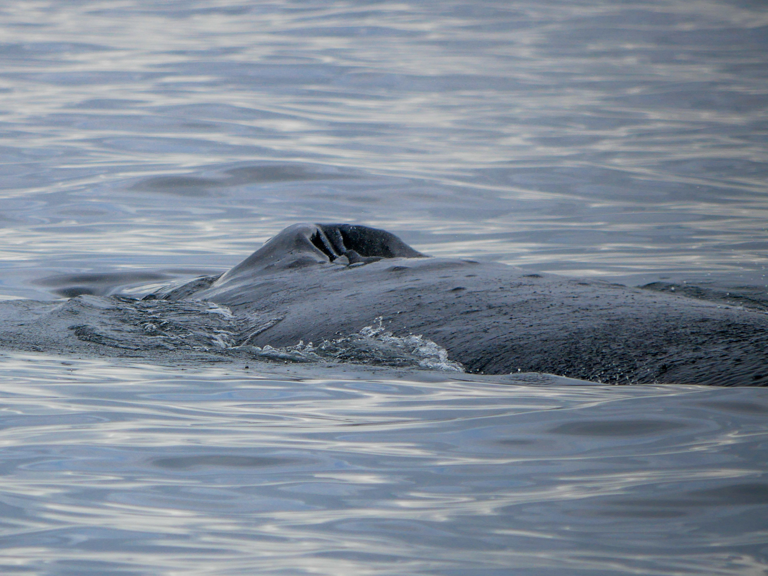 September 13, 2018 - Logging humpbacks at Halibut Bank!