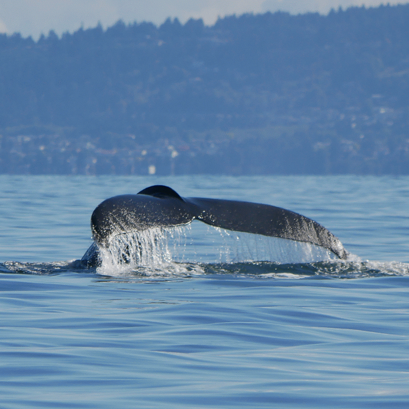 September 17, 2018 - Two humpback whales near Ballenas Islands