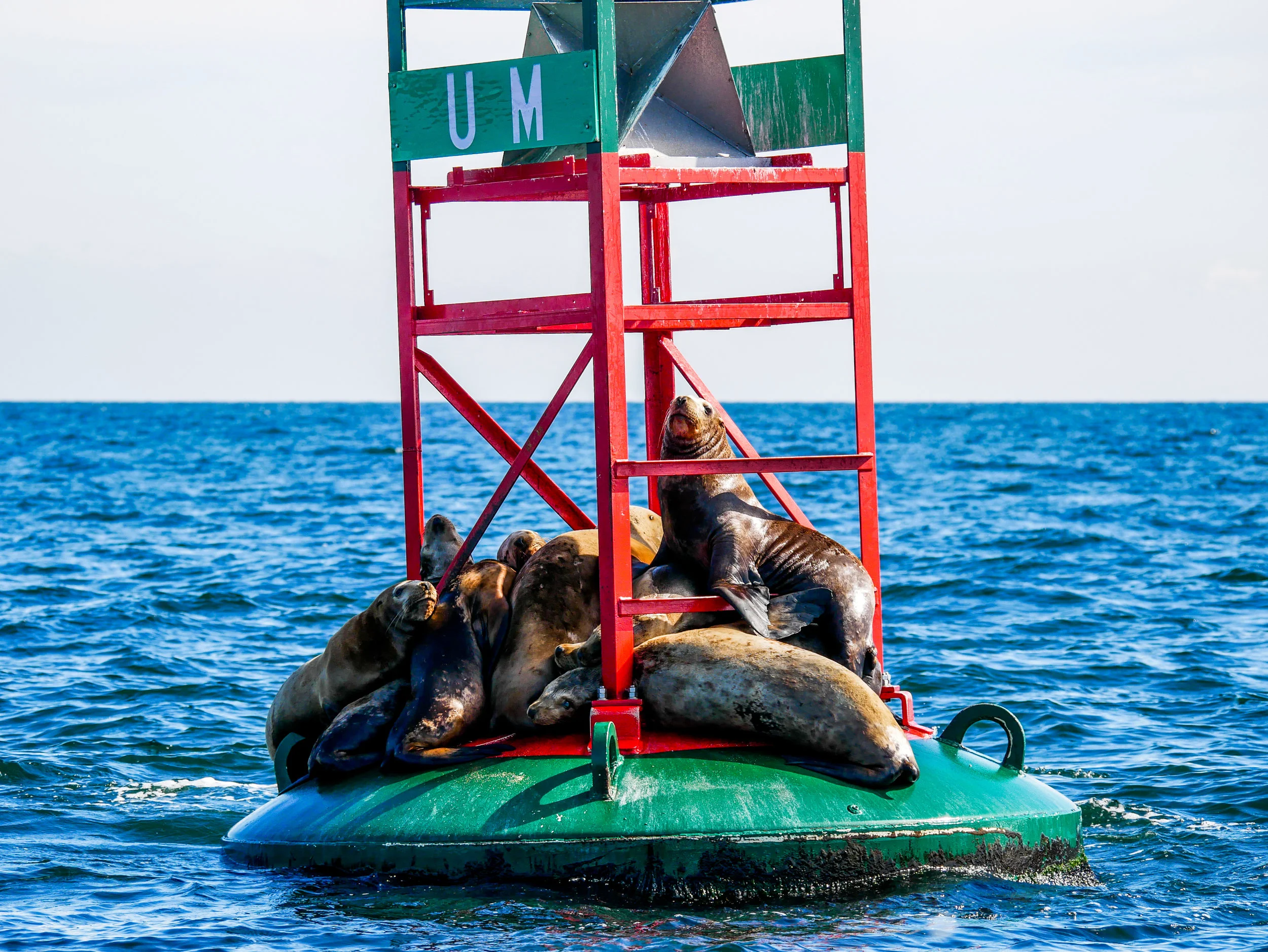 Steller sea lions relaxing on a buoy. Photo by Alanna Vivani.