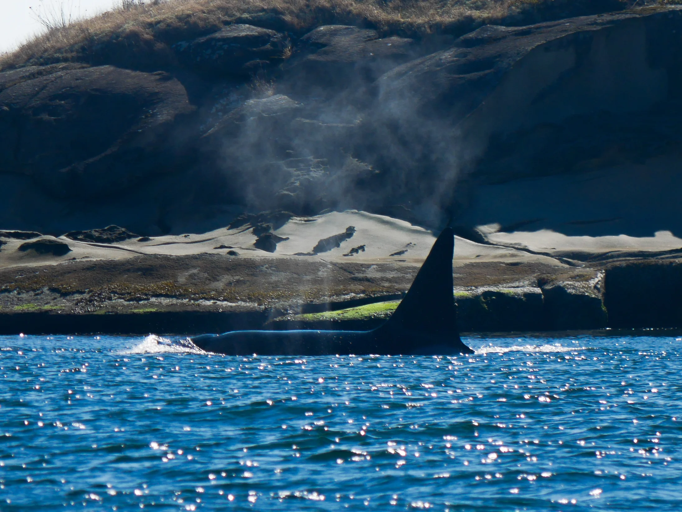 Love seeing the blow linger as they surface. Photo by Alanna Vivani
