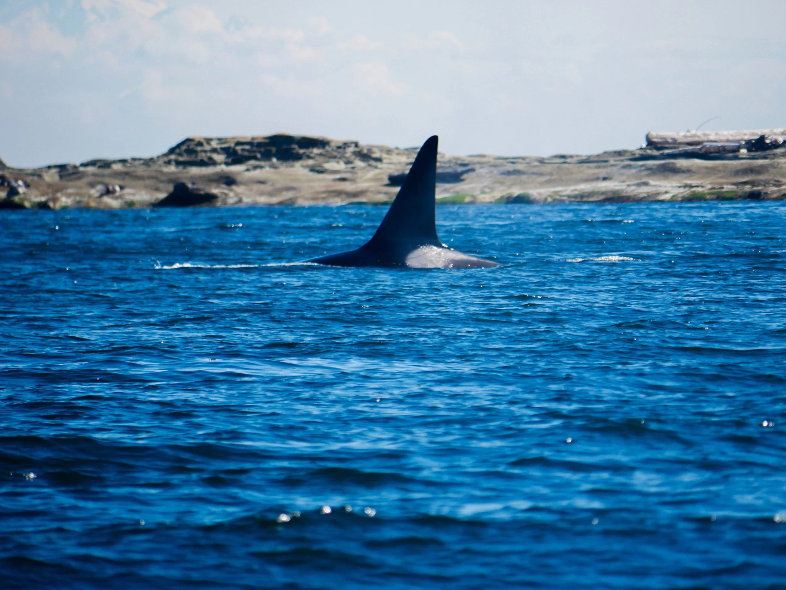 Male surfaces, showing off his saddle patch just behind the dorsal fin - both are used for identification. Photo by Alanna Vivani