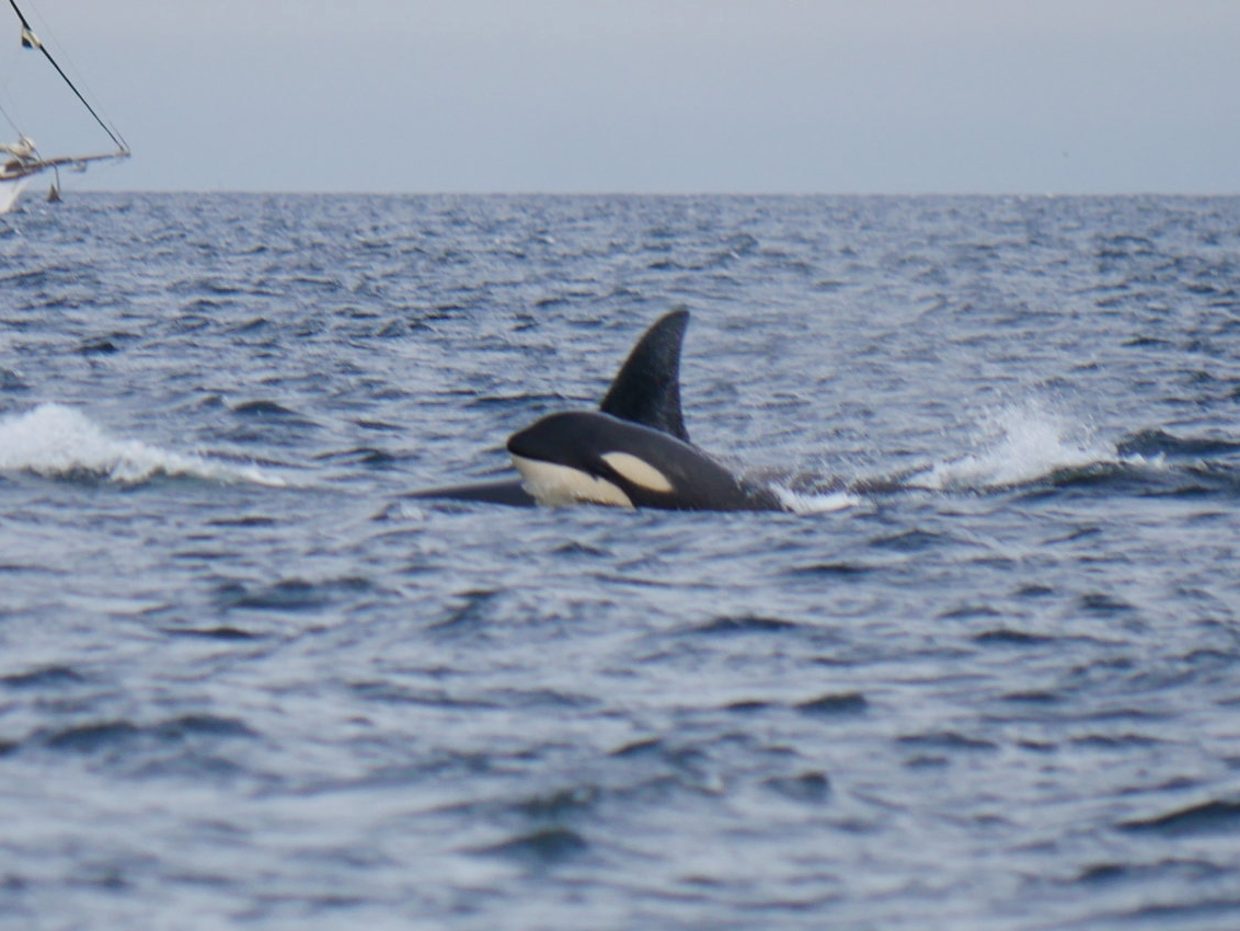 September 22, 2018 - Transient orca near Neck Point