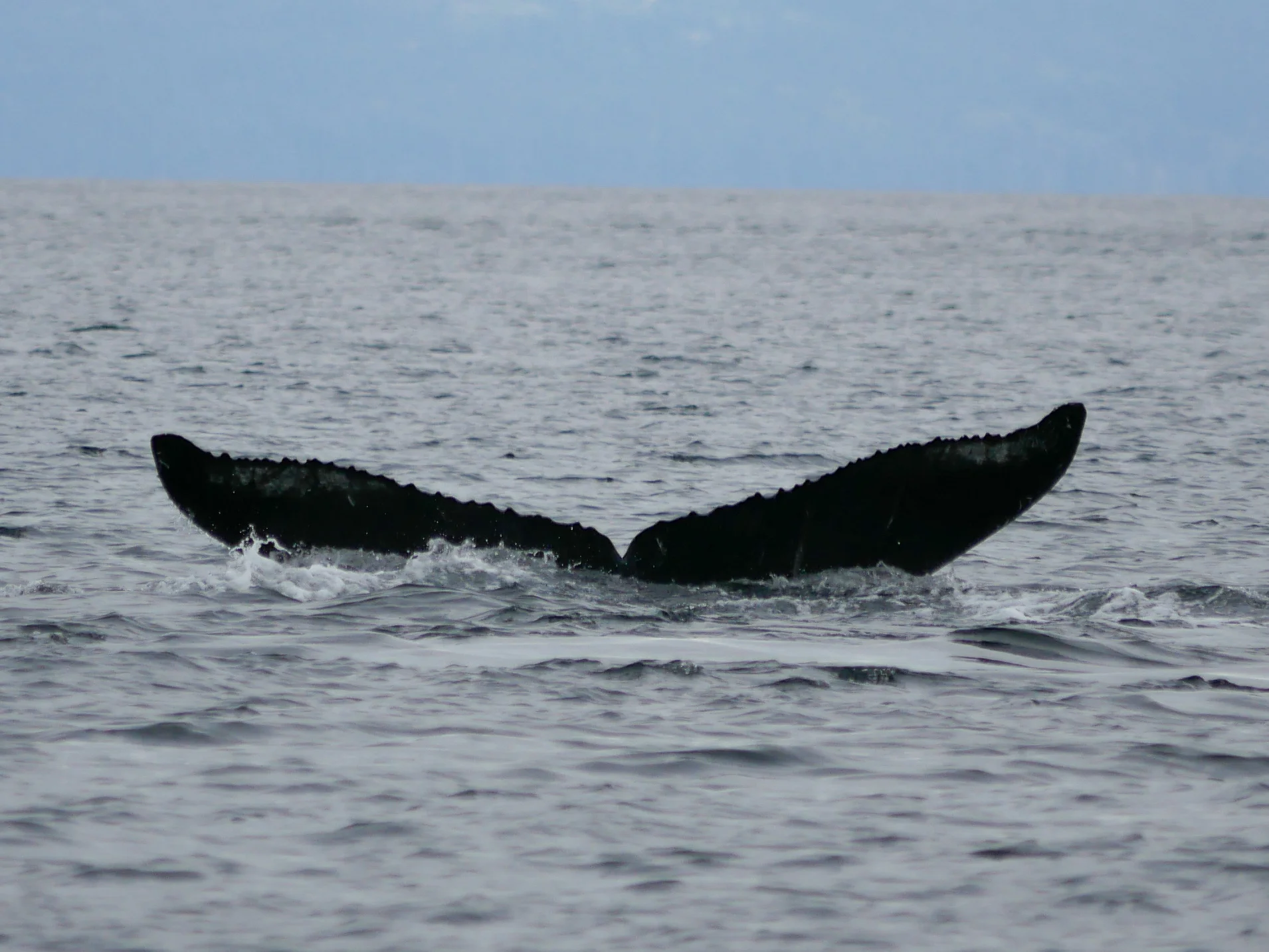 Fluke shot of KEX0026 “Slice” the humpback! Photo by Val Watson