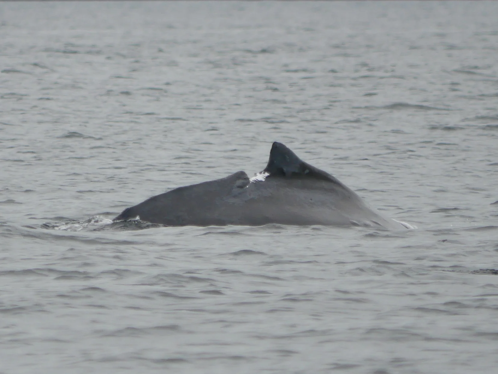 September 23, 2018 - Re-sighting of a small, injured humpback!