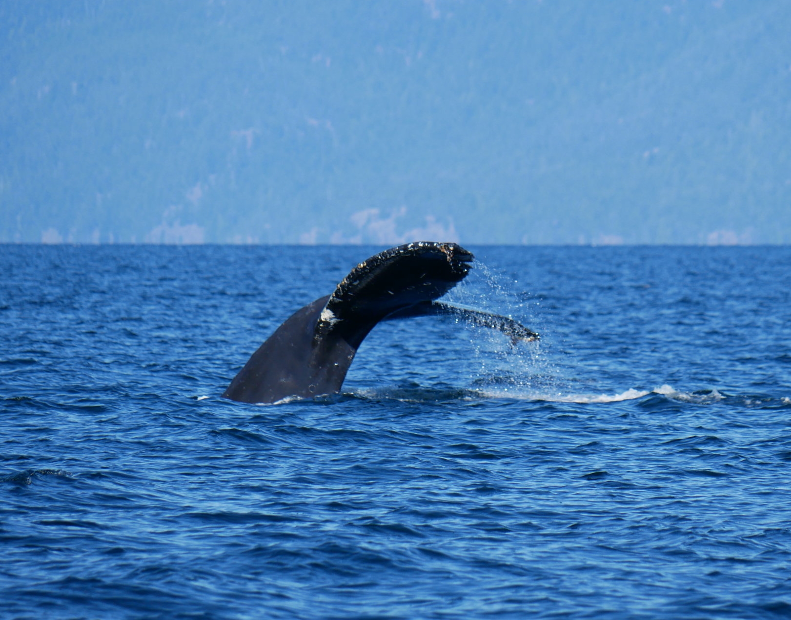September 28, 2018 - Humpback whales Zorro and Split Fluke north of Nanaimo