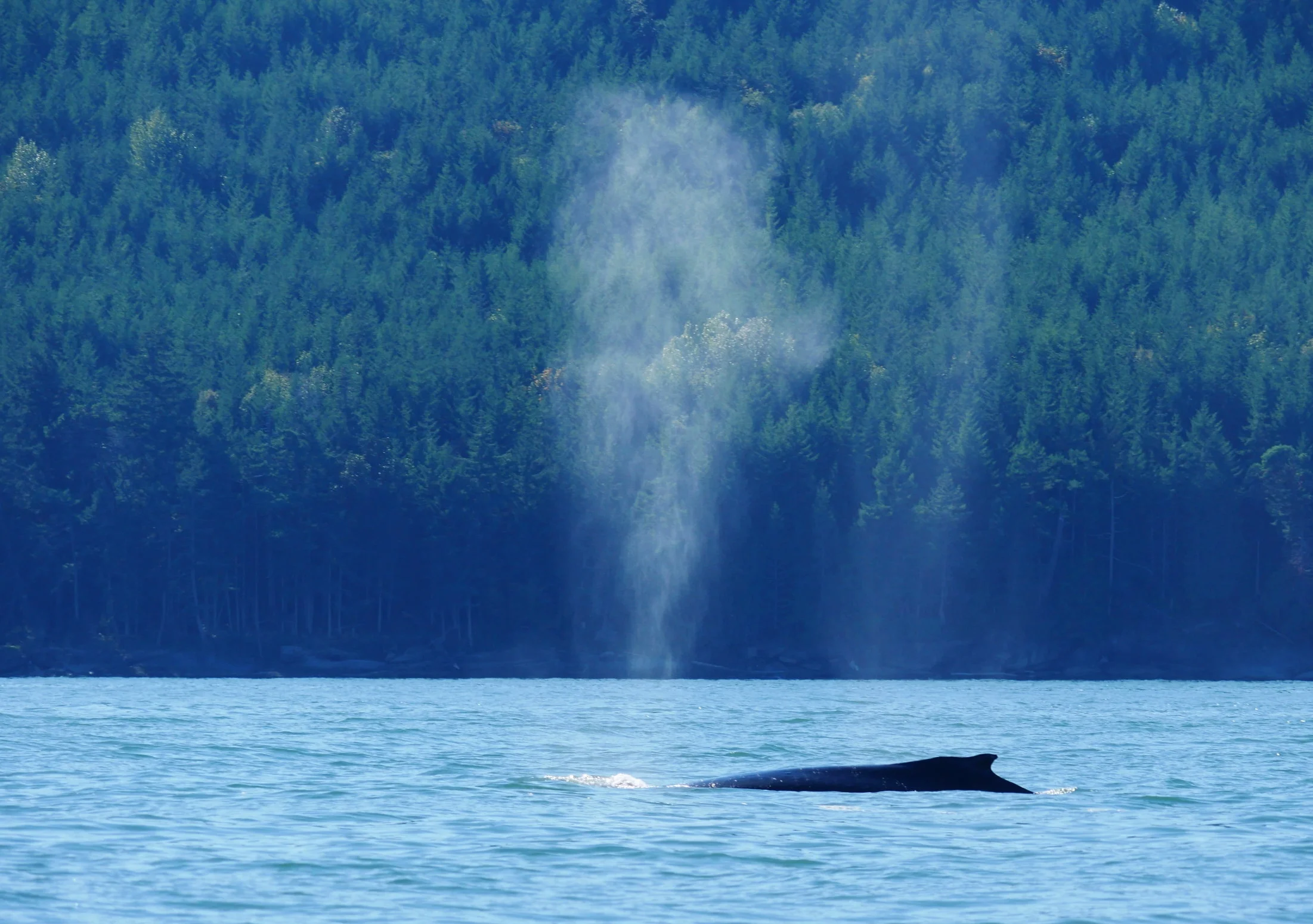October 4, 2018 - 4 Humpbacks in the Strait of Georgia!