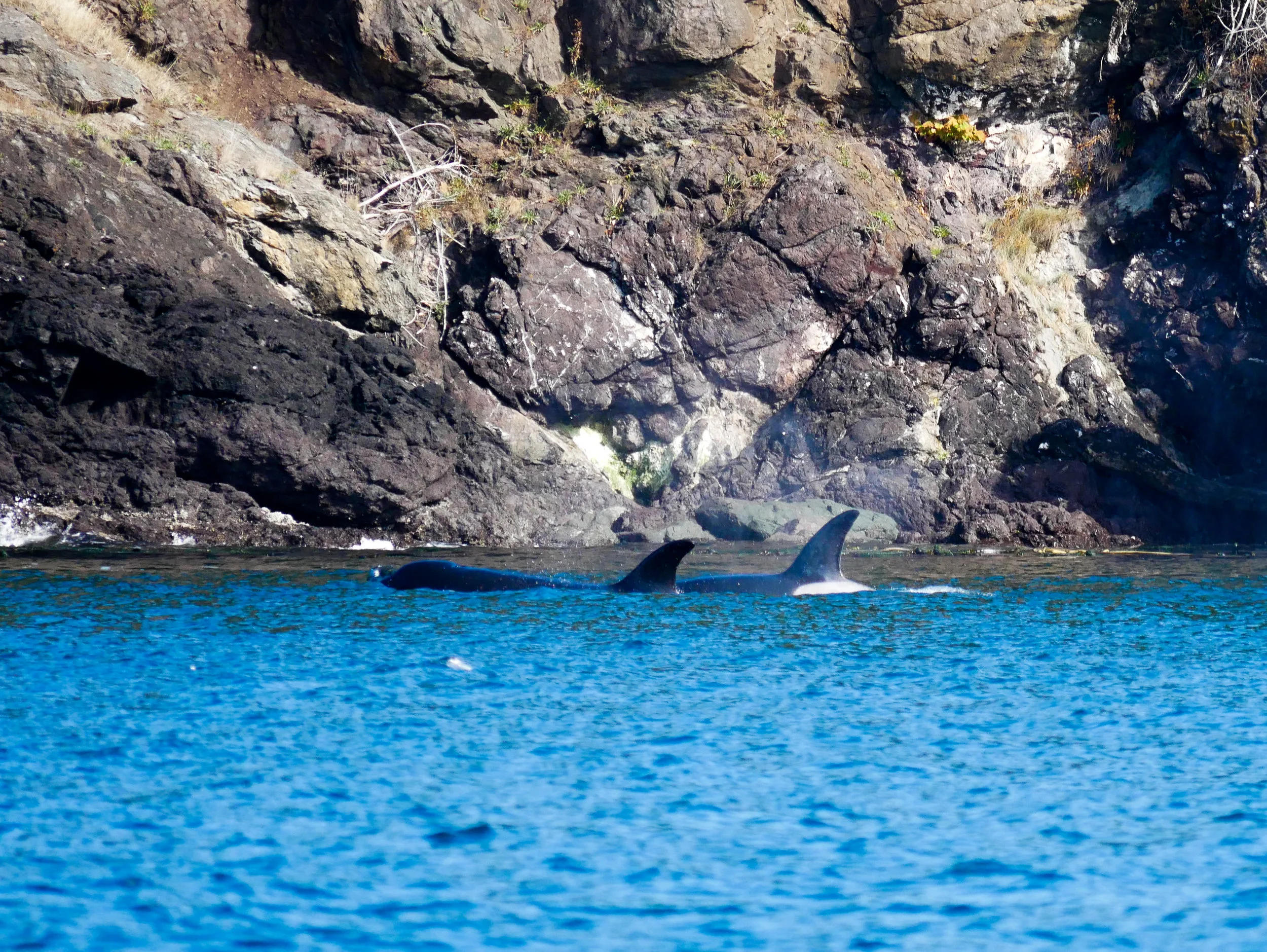 Two members surfacing near the rocky coastline. Photo by Rodrigo Menezes.