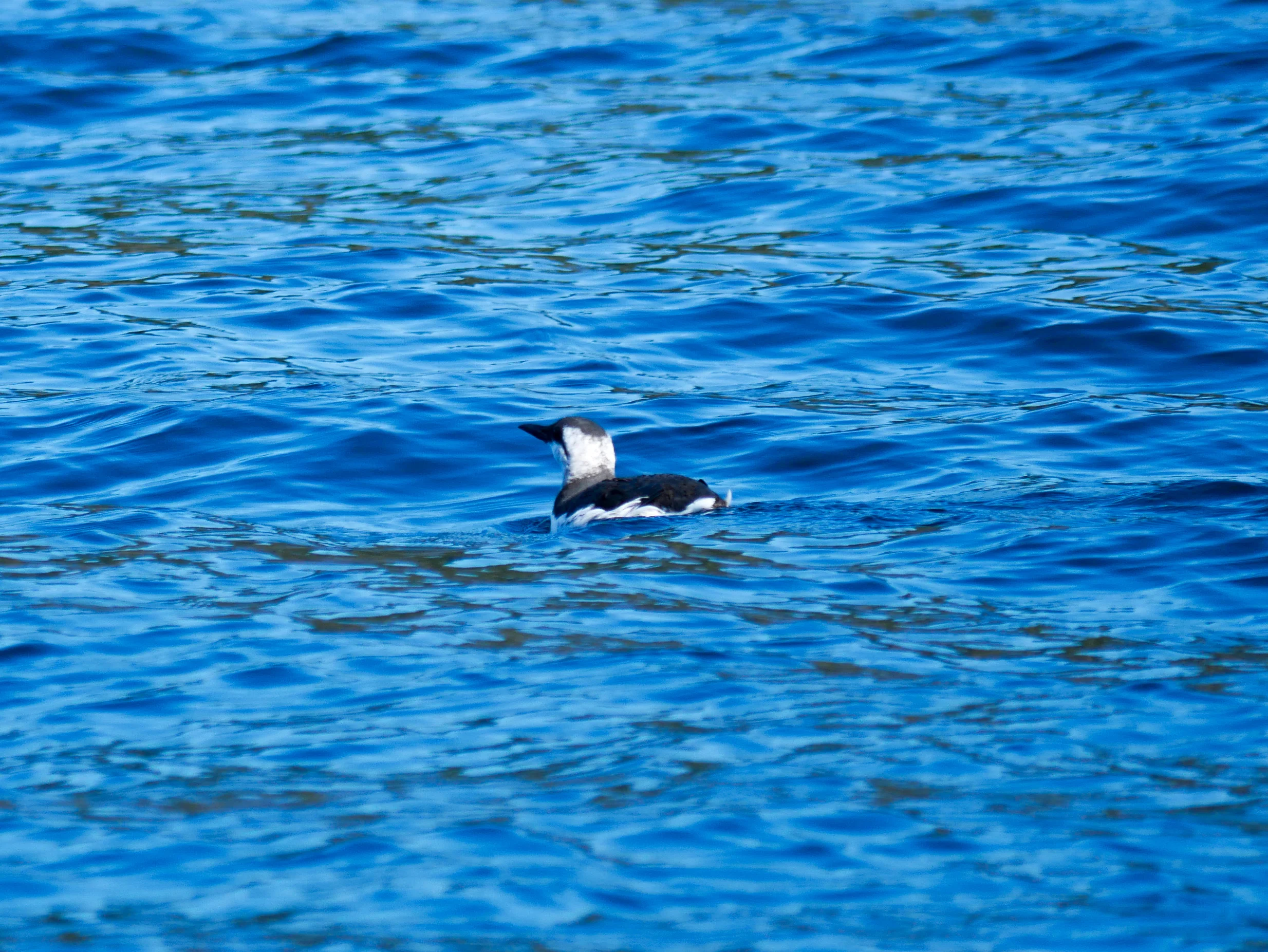 A non-breeding common murre floating on the surface. You can tell by the black colouration dipping into the neck region from the front of the head. Photo by Rodrigo Menezes.