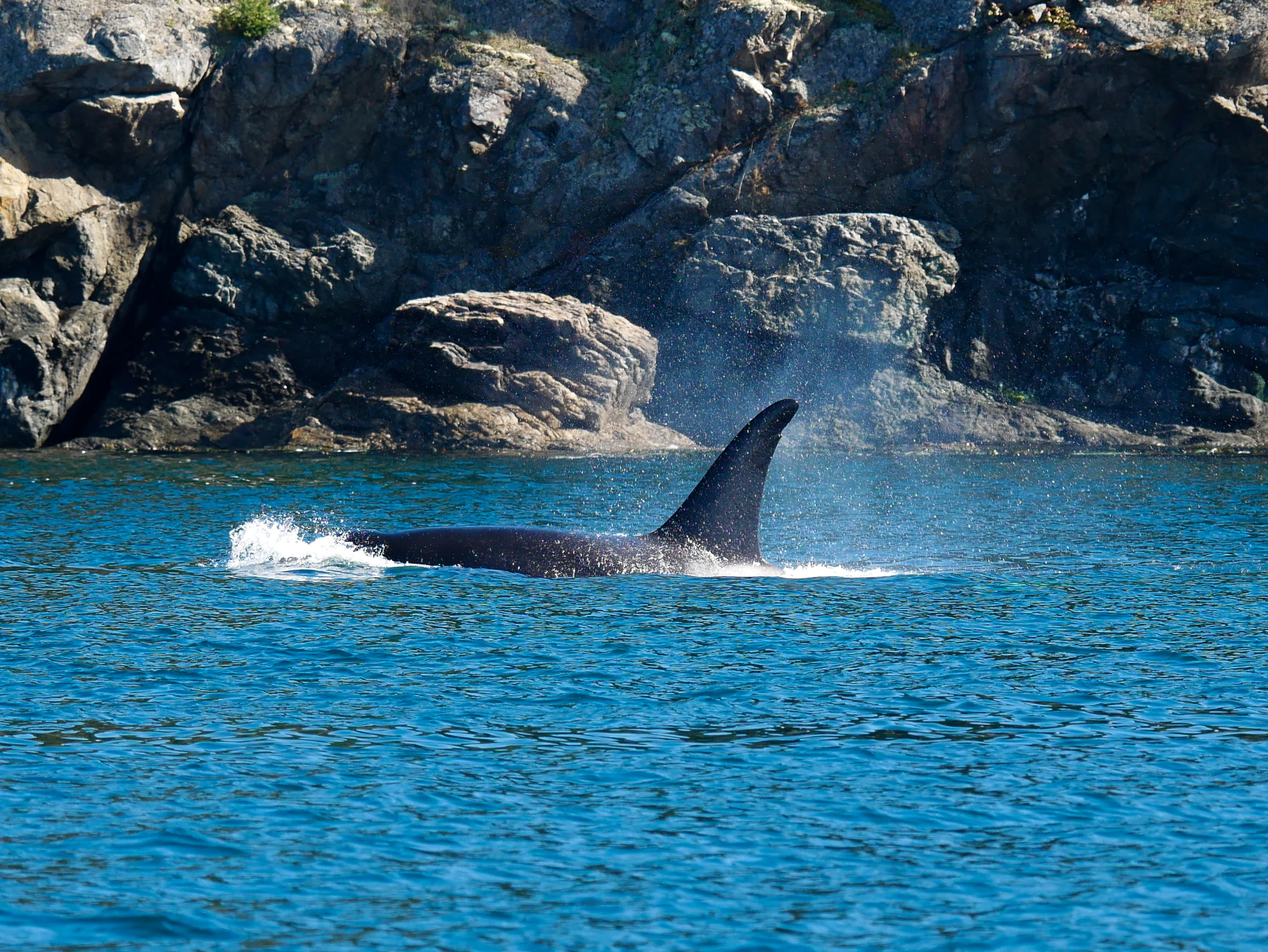 T49A1 (17 years old) surfaces, check out the nick on the top of the dorsal fin for help in identification. Photo by Rodrigo Menezes.