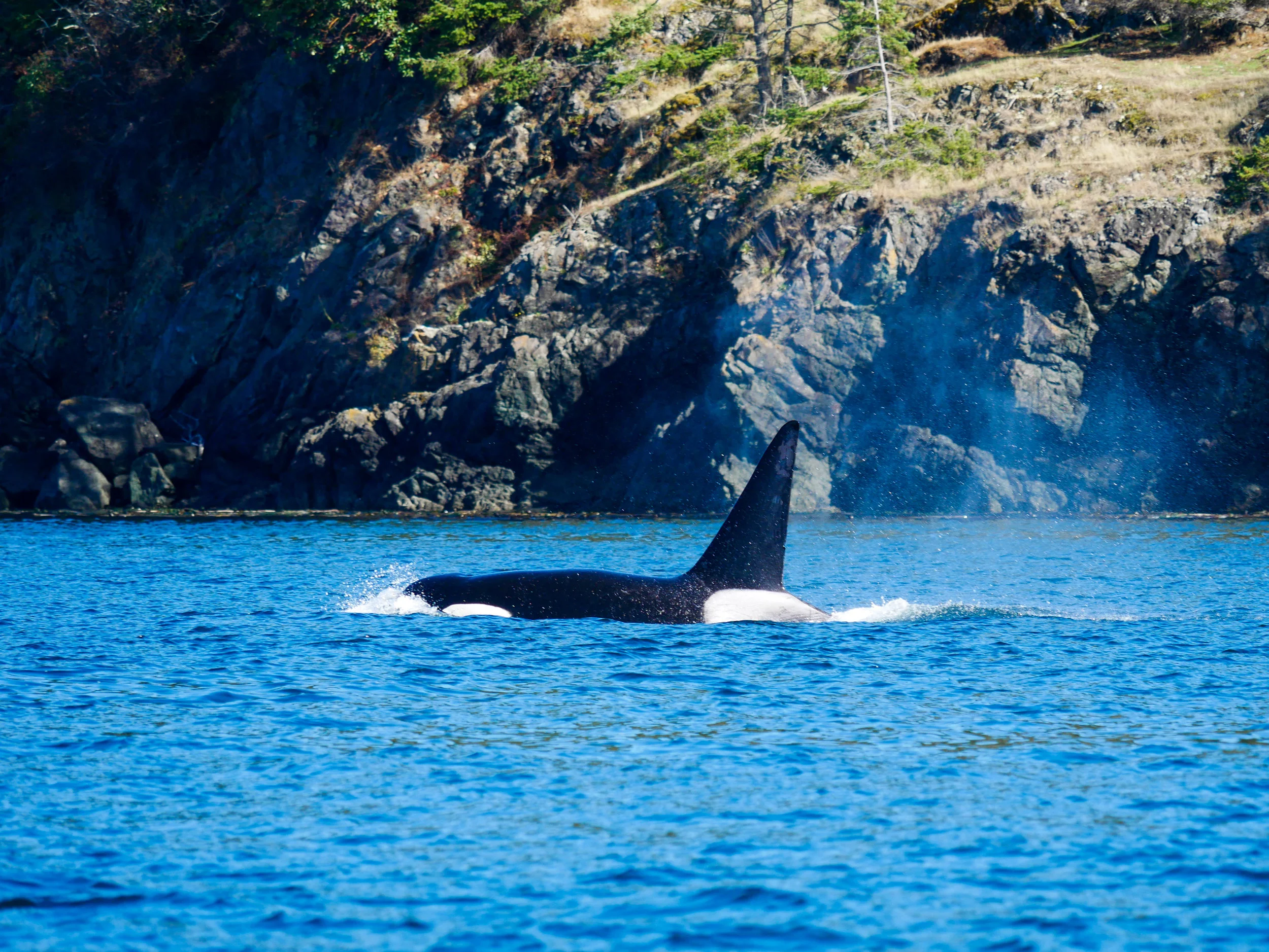 T65A2 surfaces, here you can see his nick about 3/4 of the way down the dorsal fin. Photo by Rodrigo Menezes.