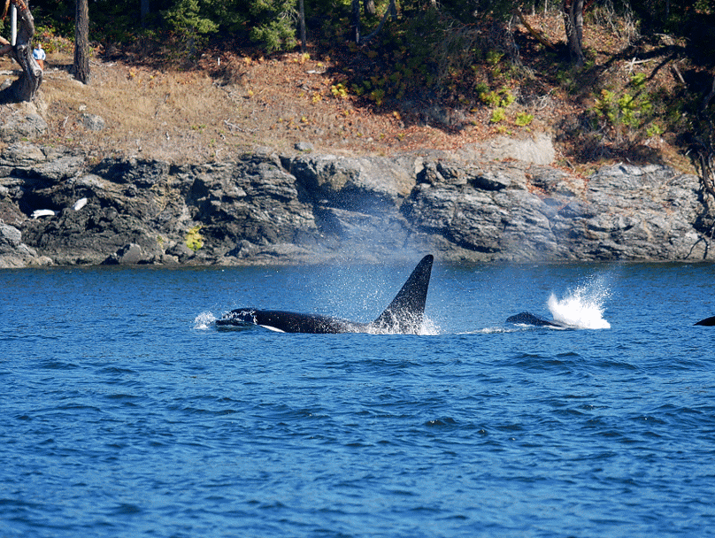 T49A1 (left) and T65A2 (right) surfacing in unison. So calming! Photos by Rodrigo Menezes.