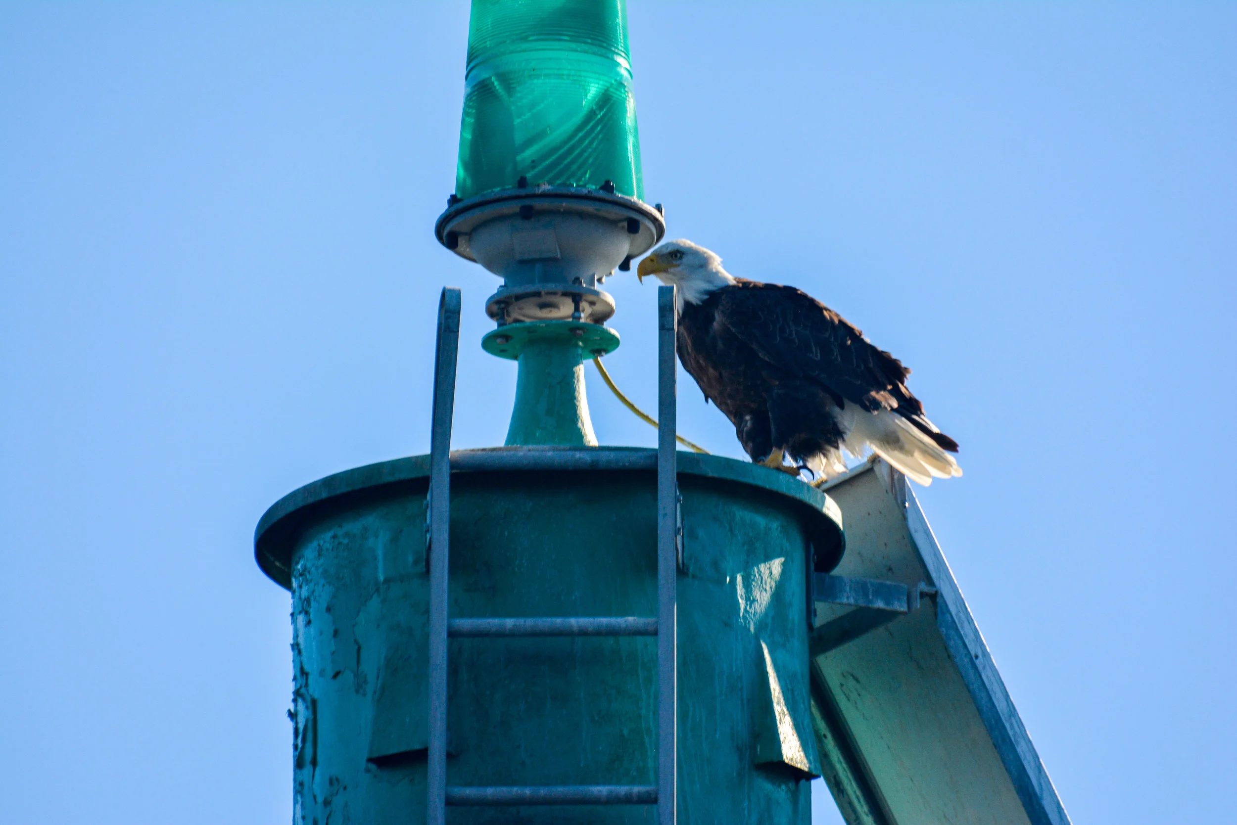Bald eagle! They’re extremely common in our summer months, but as winter get closer they migrate south and we see fewer and fewer of them on our trips. Photo by Alanna Vivani.