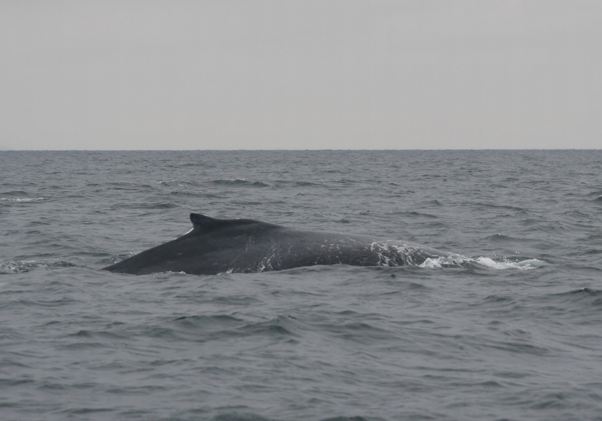 October 7, 2018 - Visiting with humpback whales Divot and calf Olympus!
