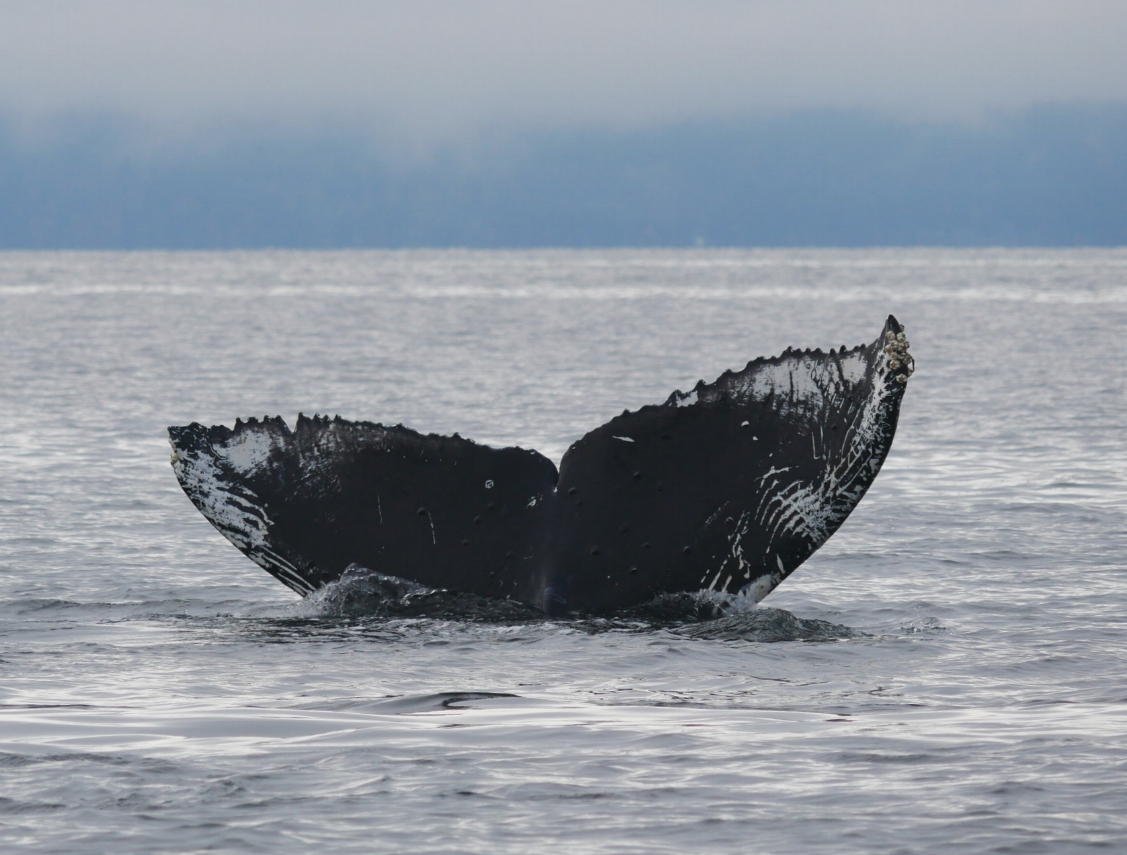 October 8, 2018 - Hanging out with 4 humpback whales - Big Momma and friend, Snoopy, and Graze!