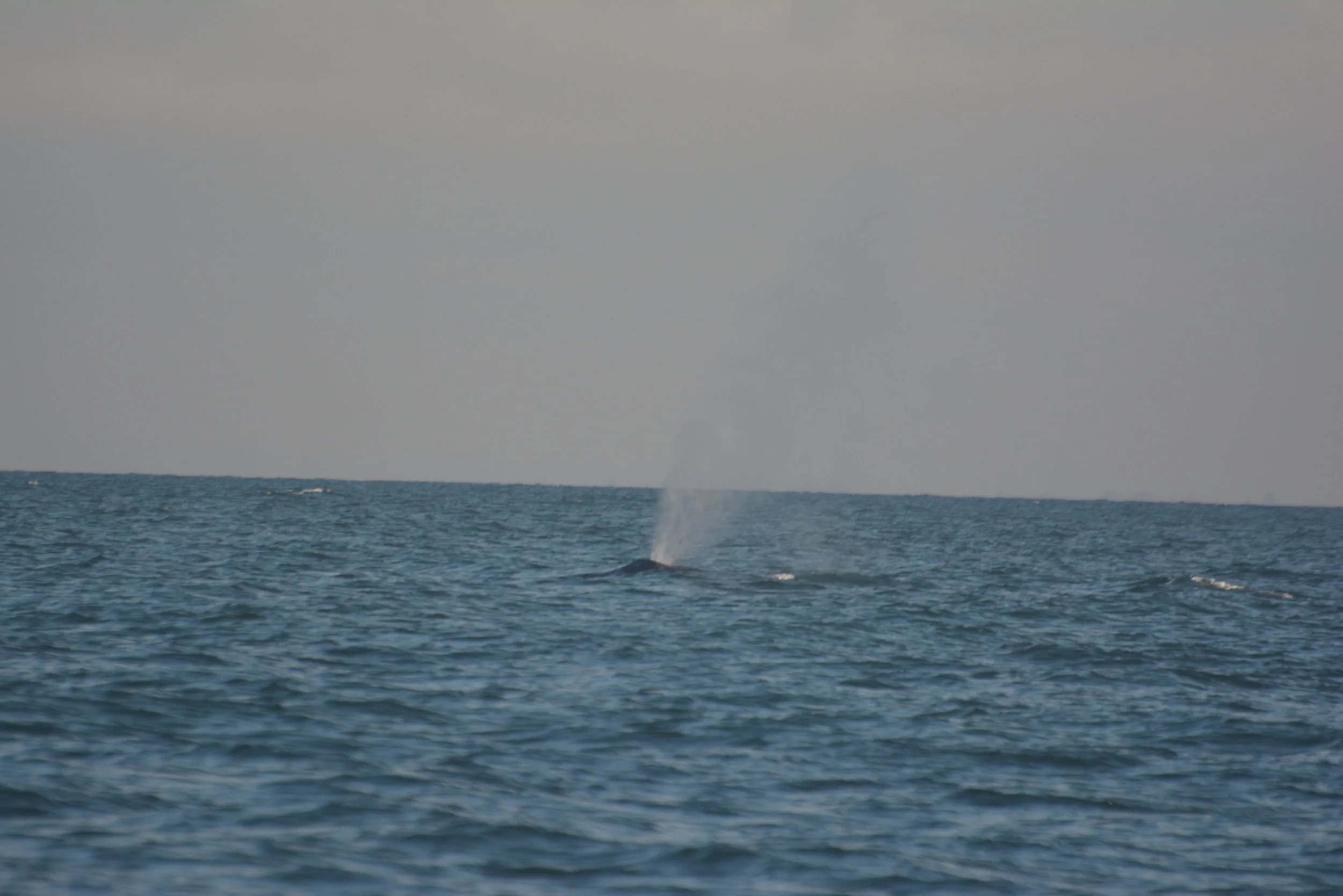 October 12, 2018 - Three Humpbacks in the Strait of Georgia!