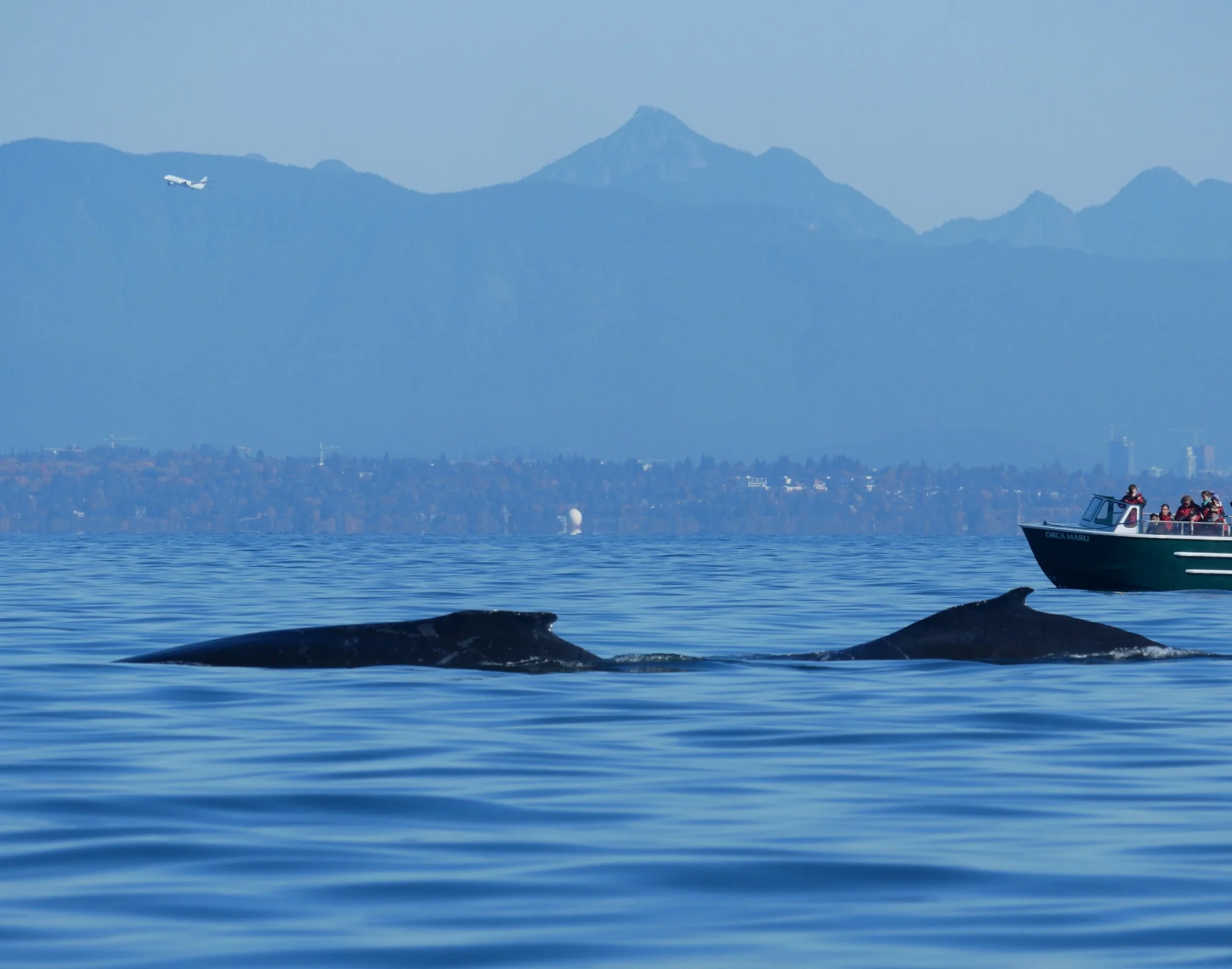 October 14, 2018 - Humpback whales "Slide" and friend