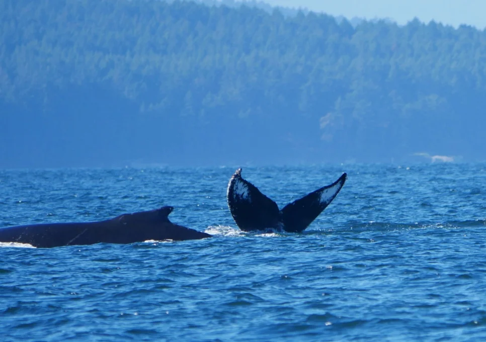 October 15, 2018 - Humpback whales Heather/Quattro and Raptor near Porlier Pass