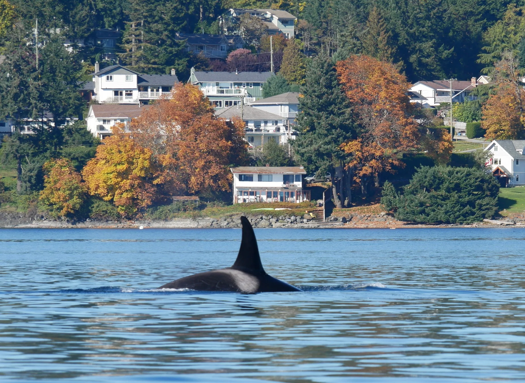 October 16, 2018 - Transient orca in Nanaimo's backyard!