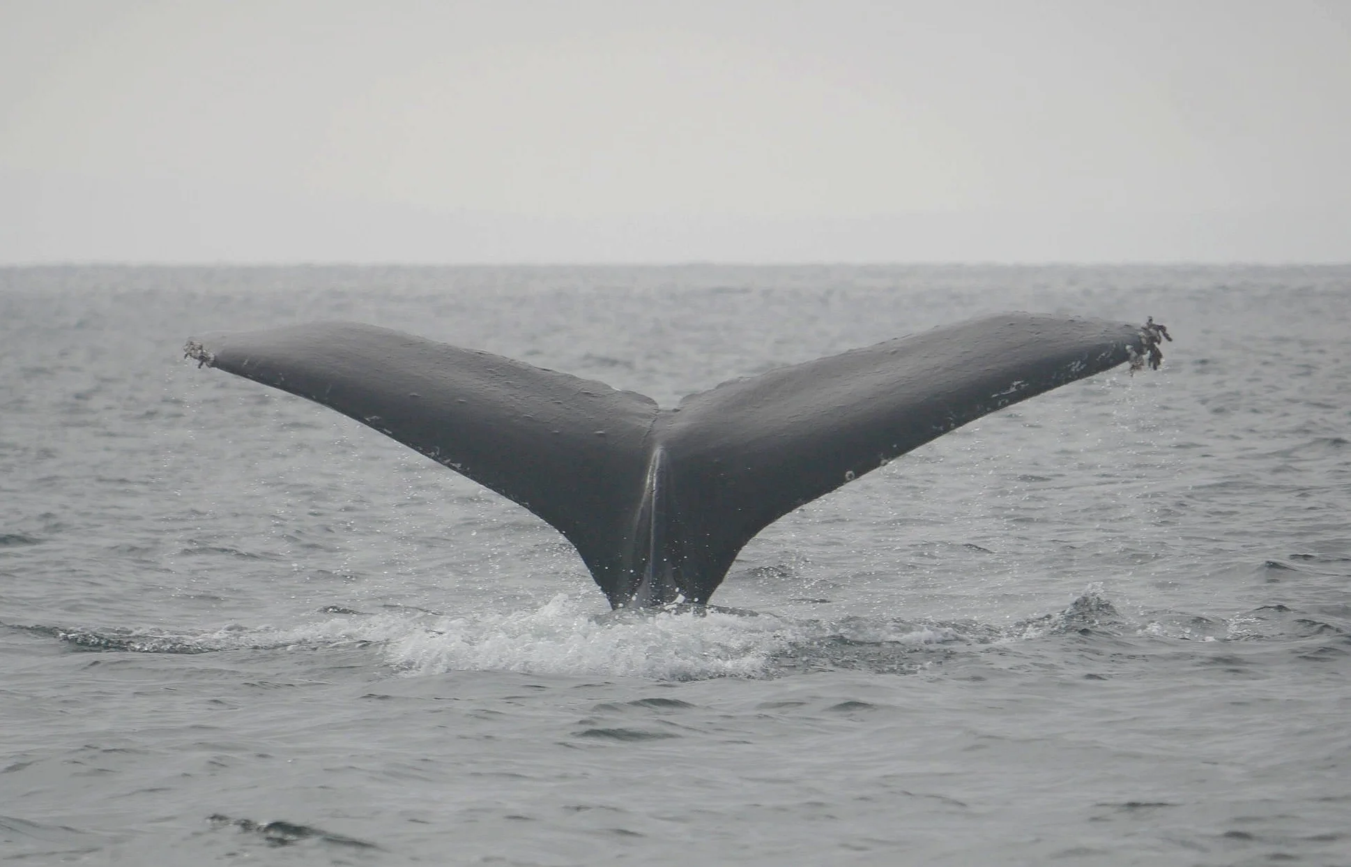 October 20, 2018 - SIX humpbacks, yes, 6!!! Zorro, Split Fluke, Slide, Yogi, Fallen Knight, and Storm in the Strait of Georgia!