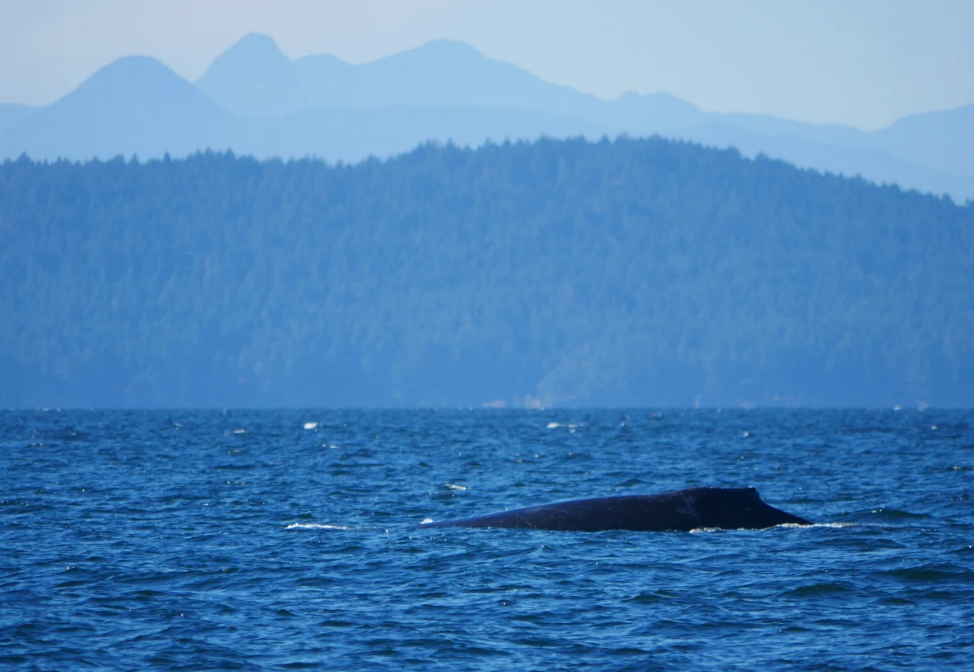 October 21, 2018 - Two humpback whales near Porlier Pass