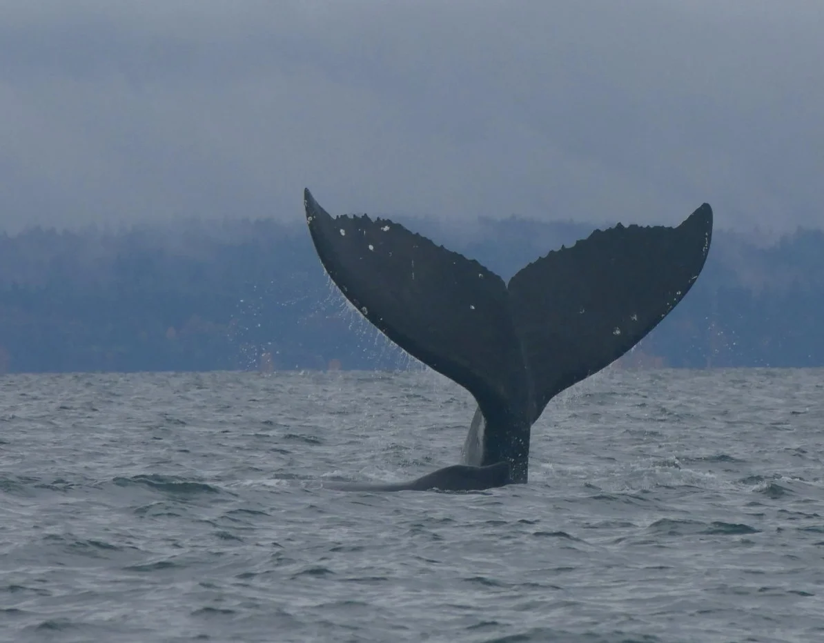October 29, 2018 - Humpback whales Nike and Zig-Zag doing cartwheels!