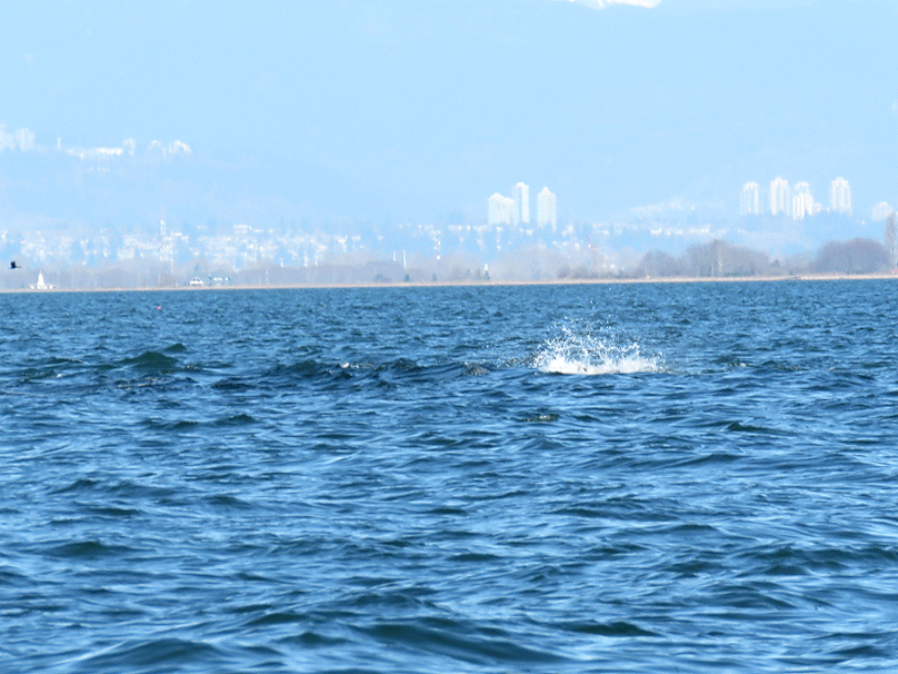 IMG_0883-ANIMATION.gif