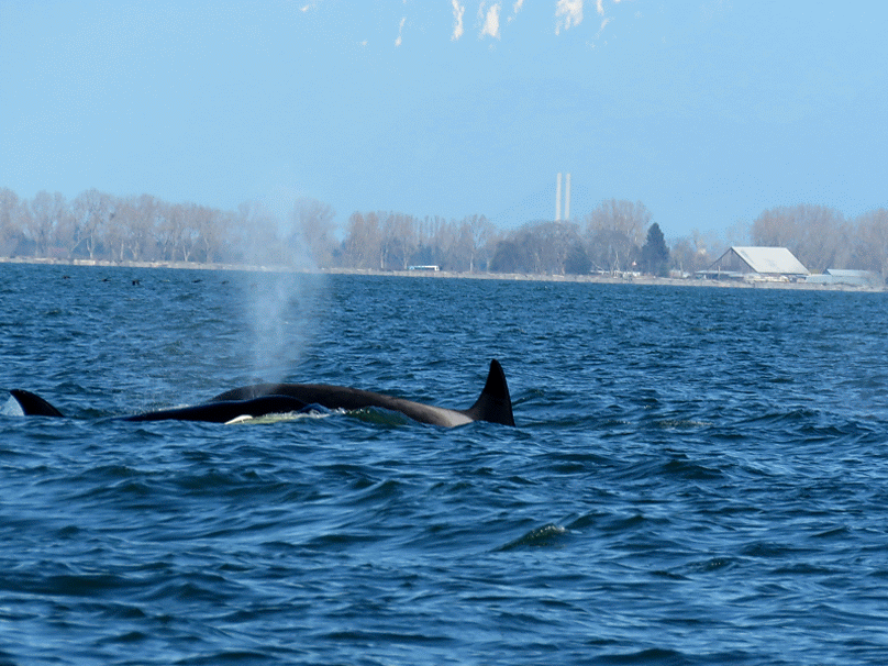 April 1, 2019 - T Party in the Strait of Georgia!