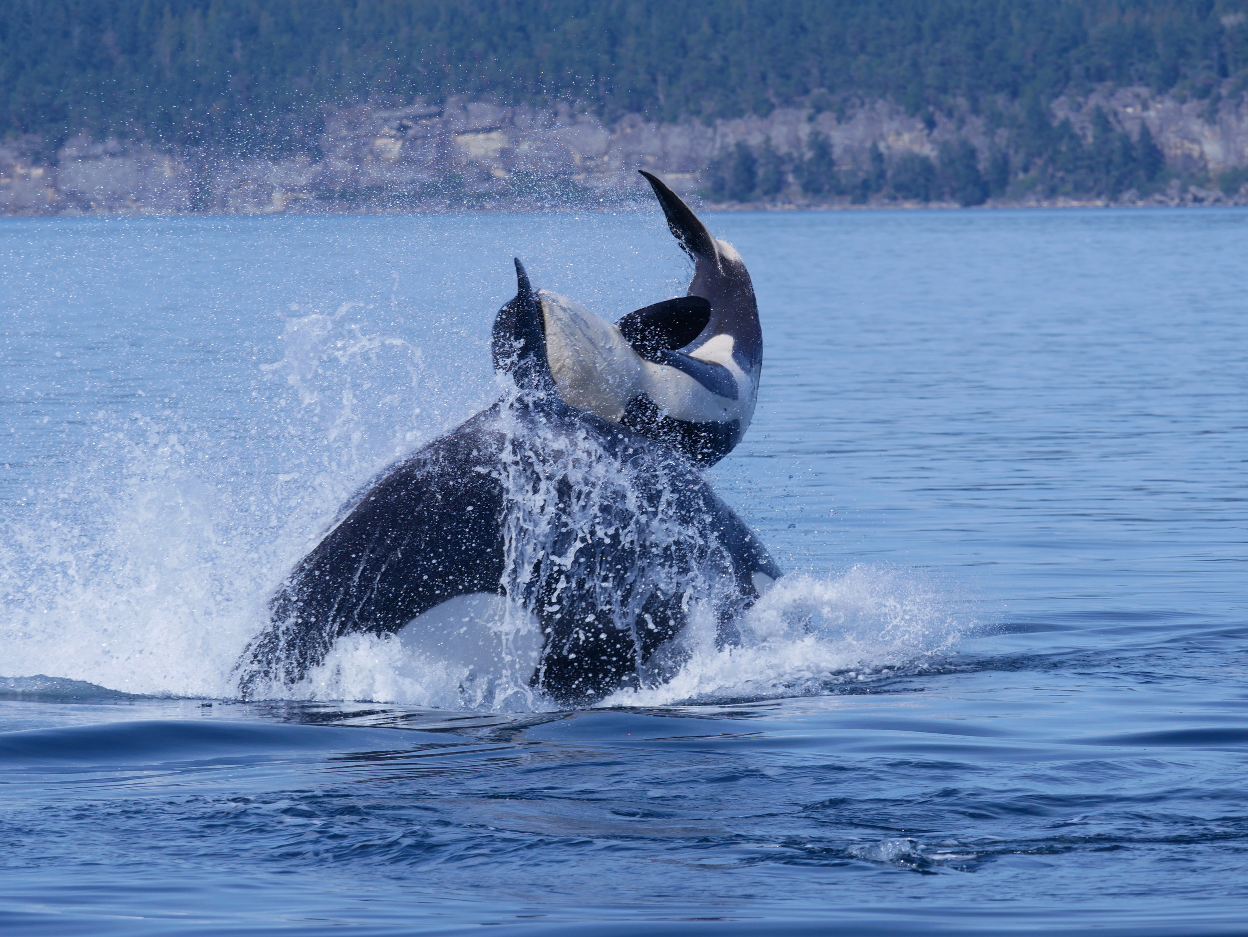 April 4, 2019 - Transient orca having fun in Trincomali Channel!