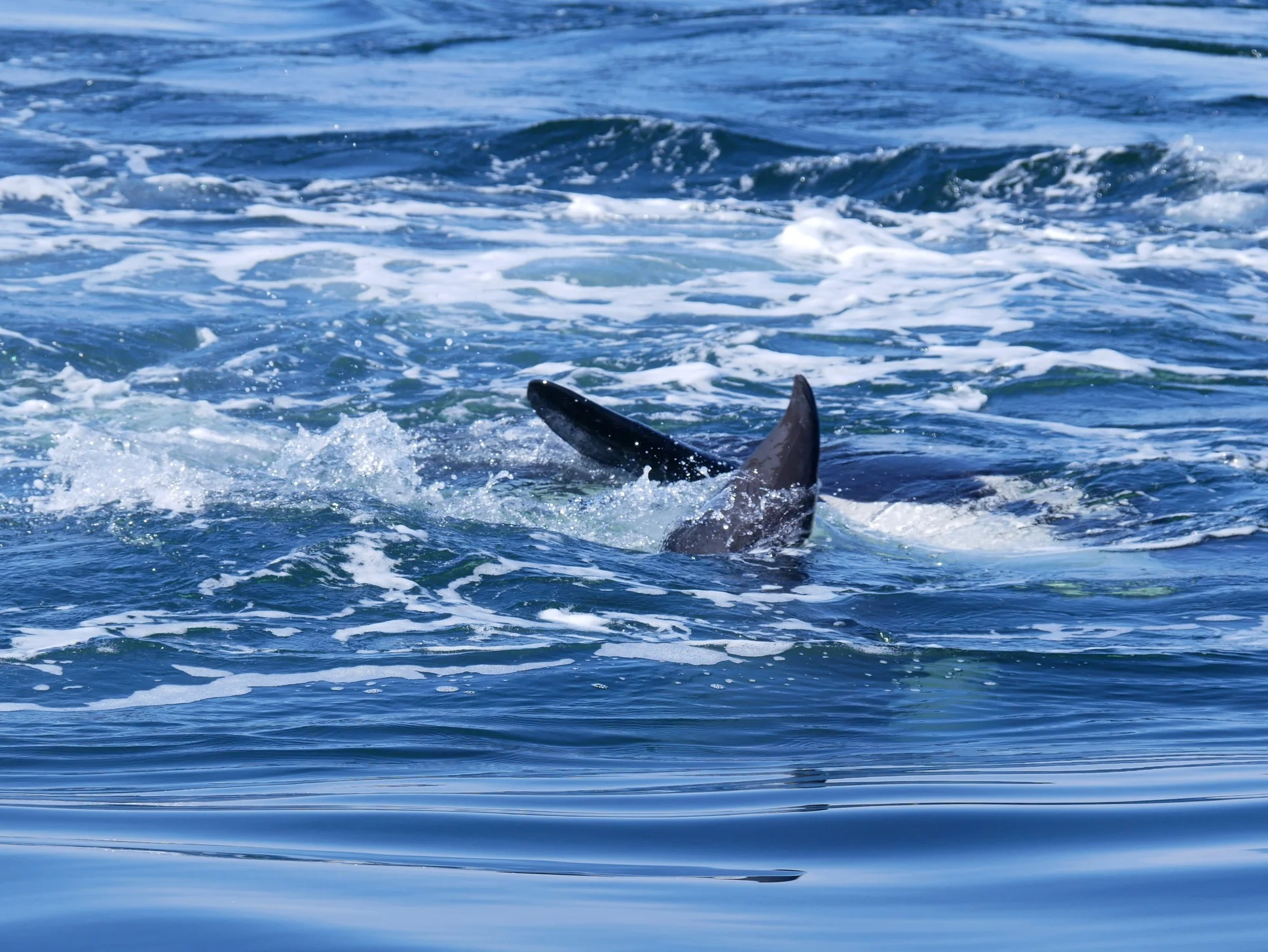 Action just beneath the surface!