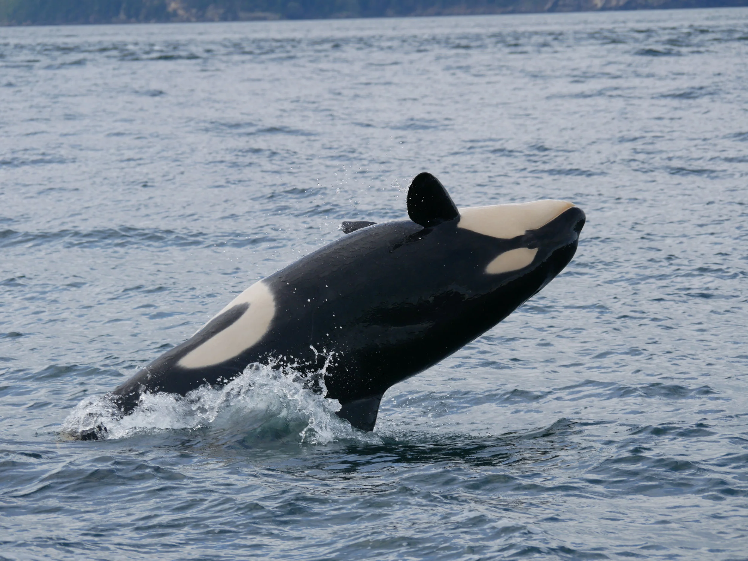 April 10, 2019 - The T123's hunting in Boundary Pass