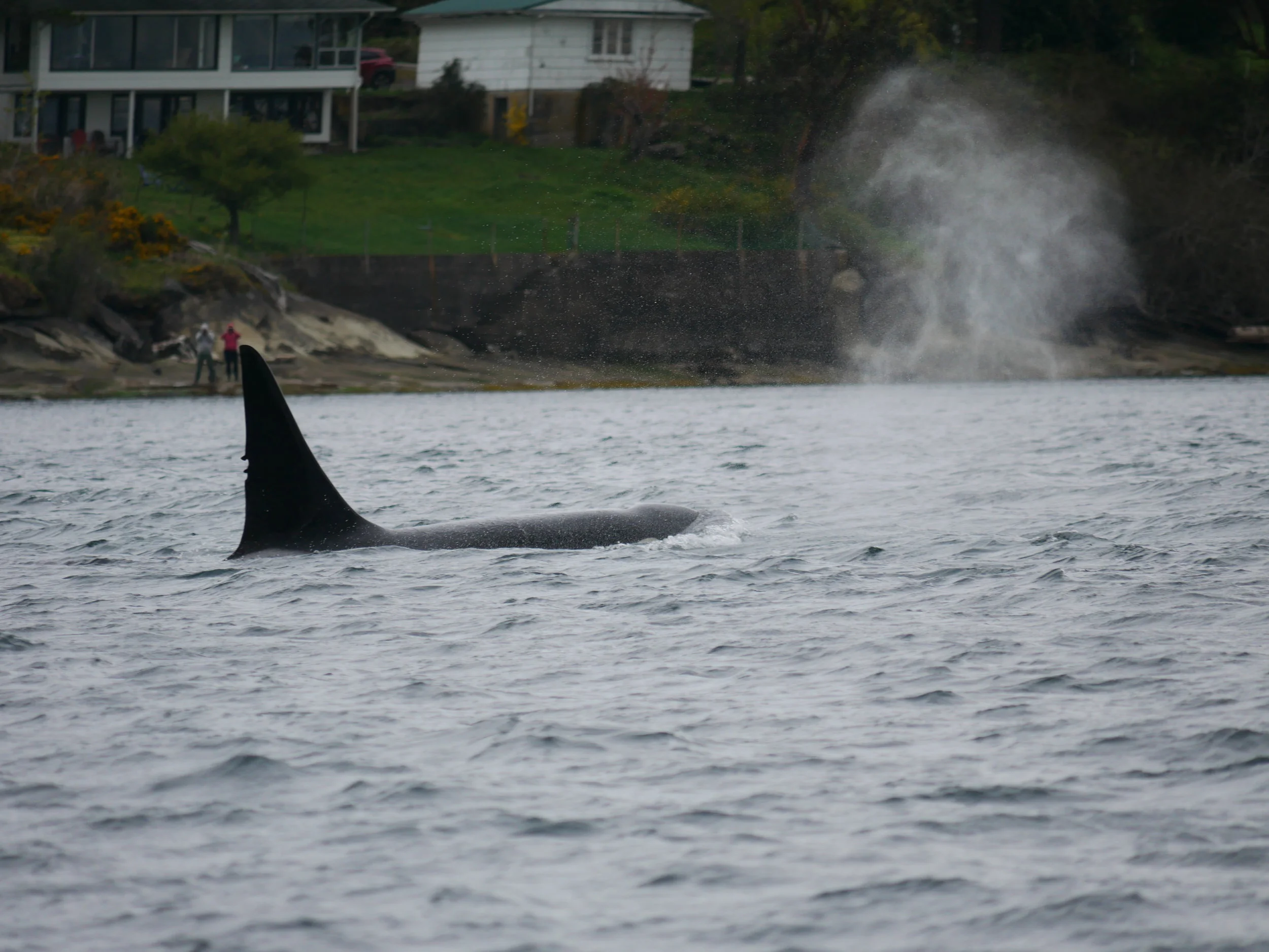 April 14, 2019 - A Lone Seawolf in Active Pass