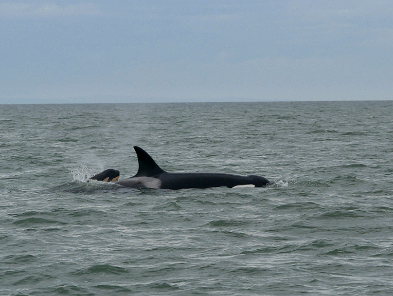 Matriarch T36A going for a dive with her youngest calf. Photos by Rodrigo Menezes