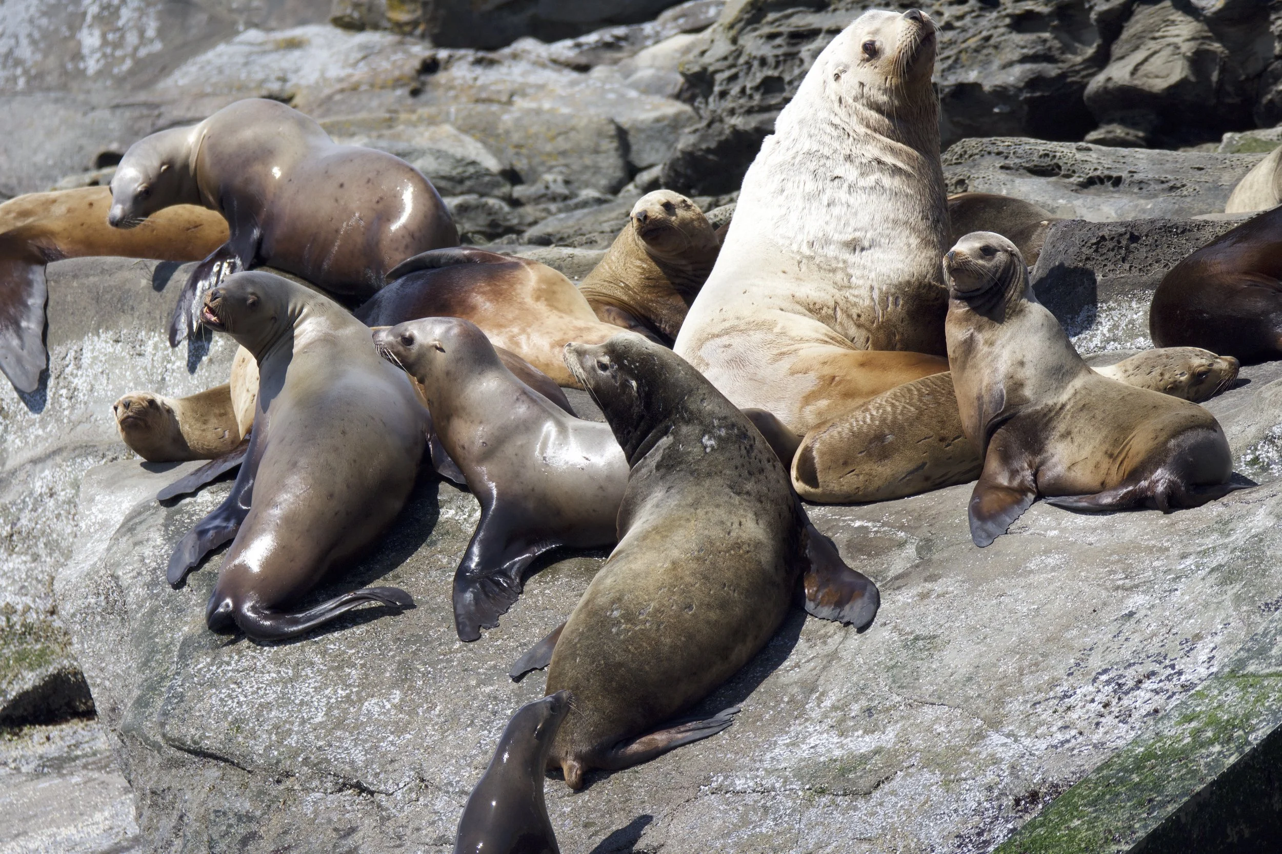 Steller sea lion resting on Entrance Island. Can you pick out the adult male?! Photo by guest Celine Marie