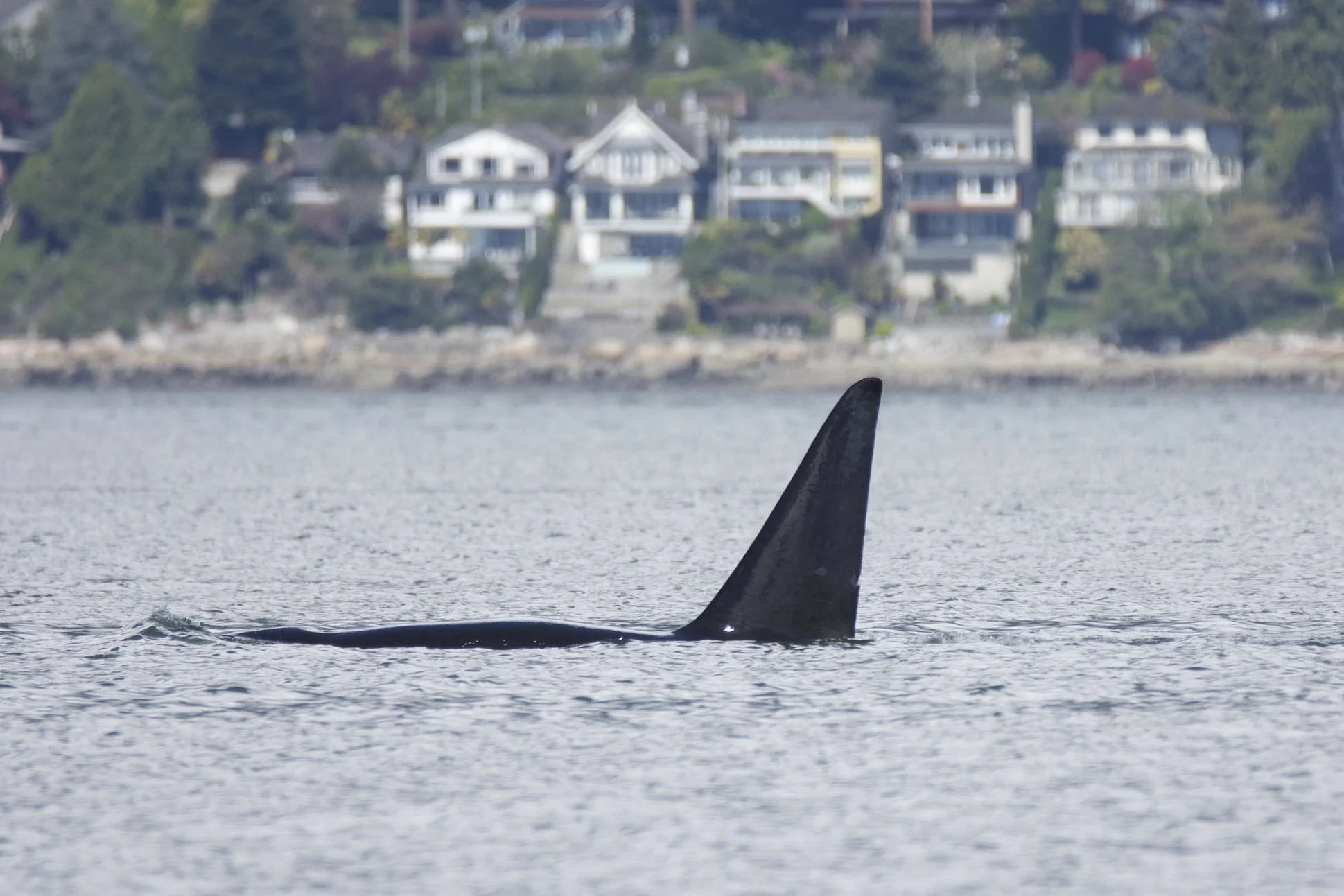 T49A1 born in 2001 is an adult male with a distinguishable nick 2/3rds or the way down his dorsal fin. Photo by guest Celine Marie.