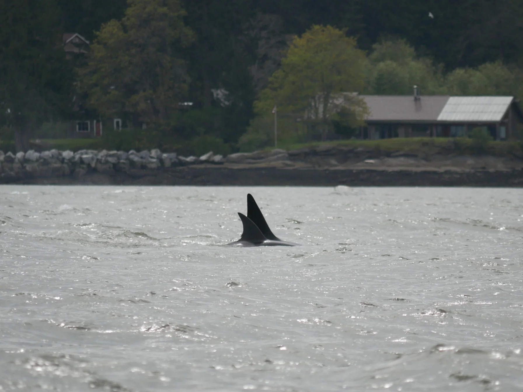 Pictured here are the fins of a female (small) and sprouter male (larger but still not full grown)