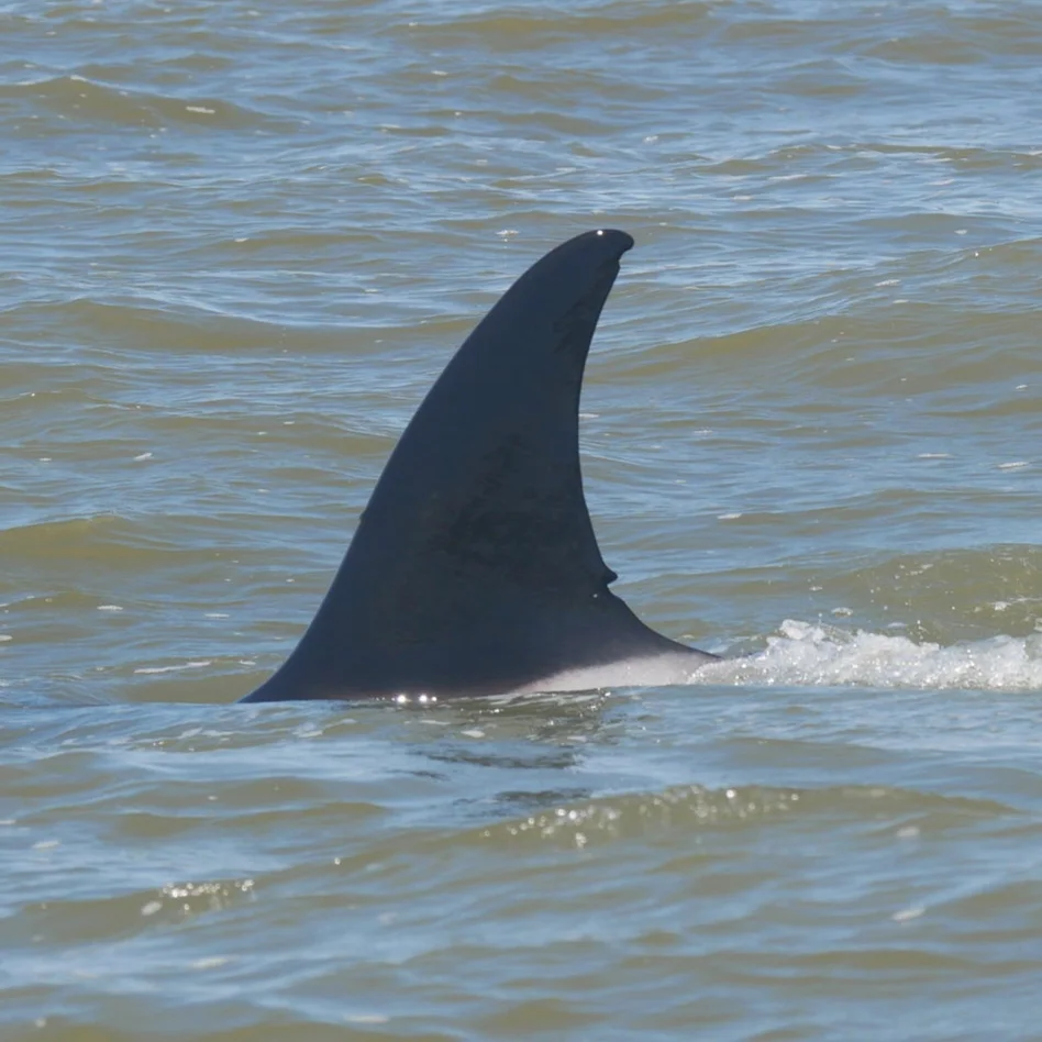 A close up of T36B’s dorsal fin. Her unique markings make her the easiest to identify in her pod.