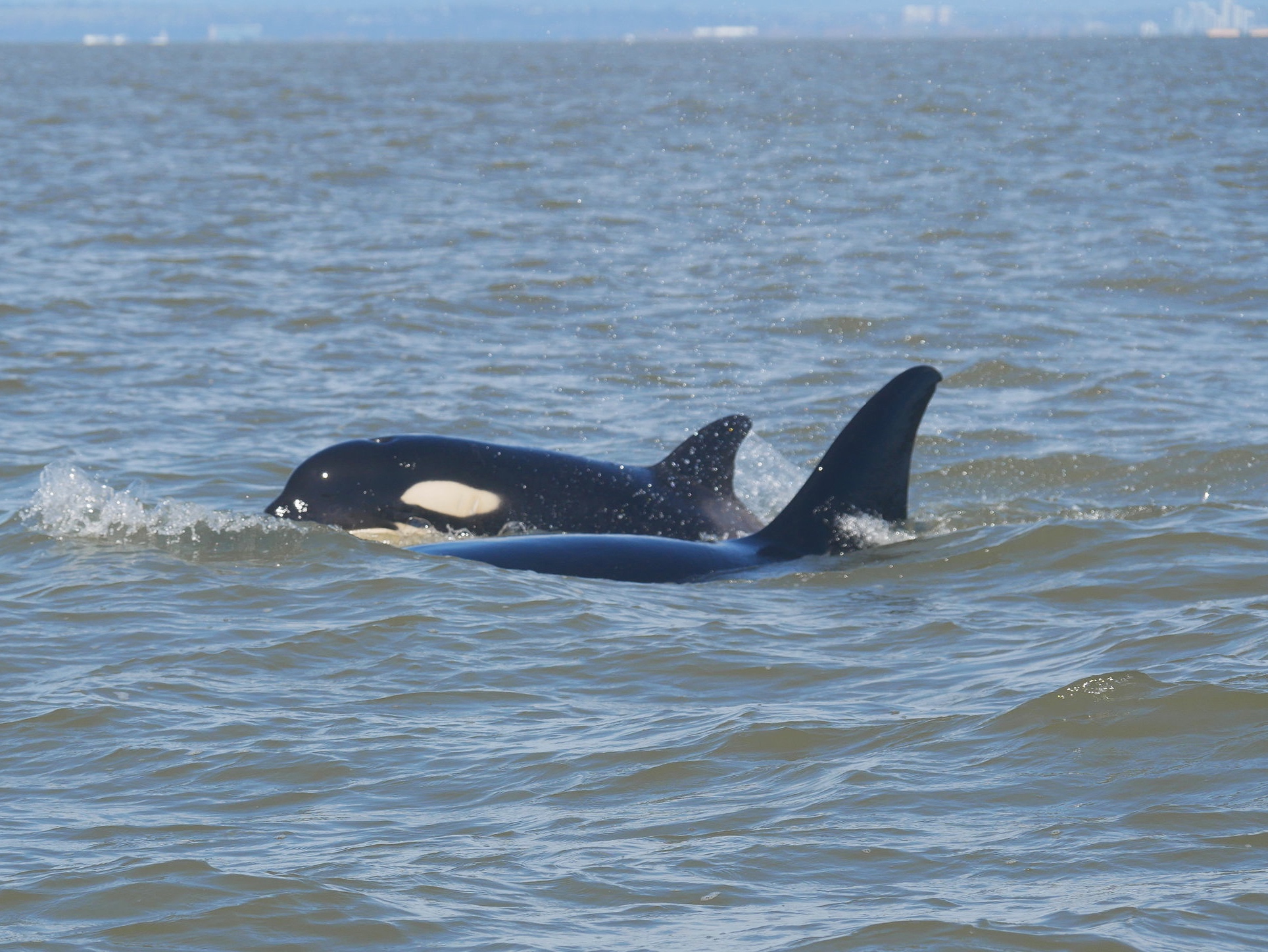 April 28, 2019 - Two pods of orcas and stunning mountain views!