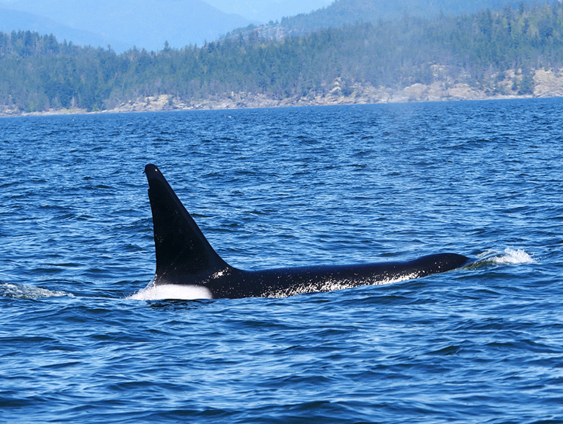 April 30, 2019 - Two bulls (T87 and T124C) travelling together around Texada Island